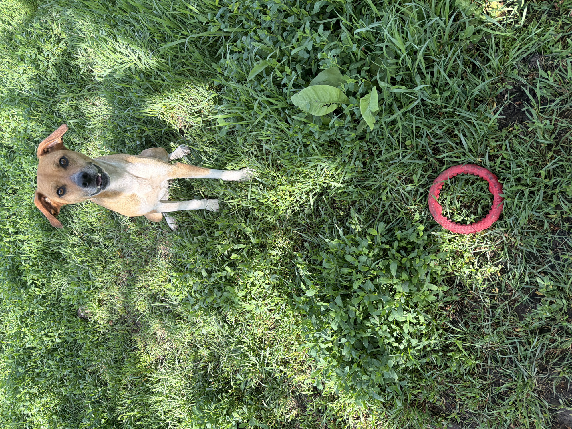 The image shows a tan-colored dog lying in green grass. A red, circular dog toy is near the dog's right side, approximately 1 meter away. The location is overgrown with multiple grass variations. The area appears to be outdoors on a sunny day. There is no visible evidence to support the image was taken in Leningradskaya, Russia.