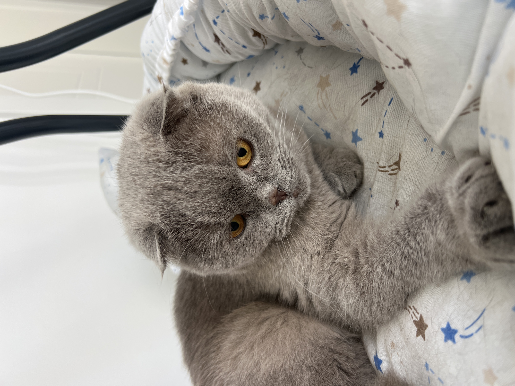 A Scottish Fold cat with grey fur and amber eyes is lying down on a white blanket with a star pattern. The cat's ears are folded forward, and it is looking down with a slightly sad expression. The background is mostly white, with some dark structures visible at the top. The image is taken from a high angle, close to the cat. There is no indication of the location being Aksu, Turkey, or any other specific city.