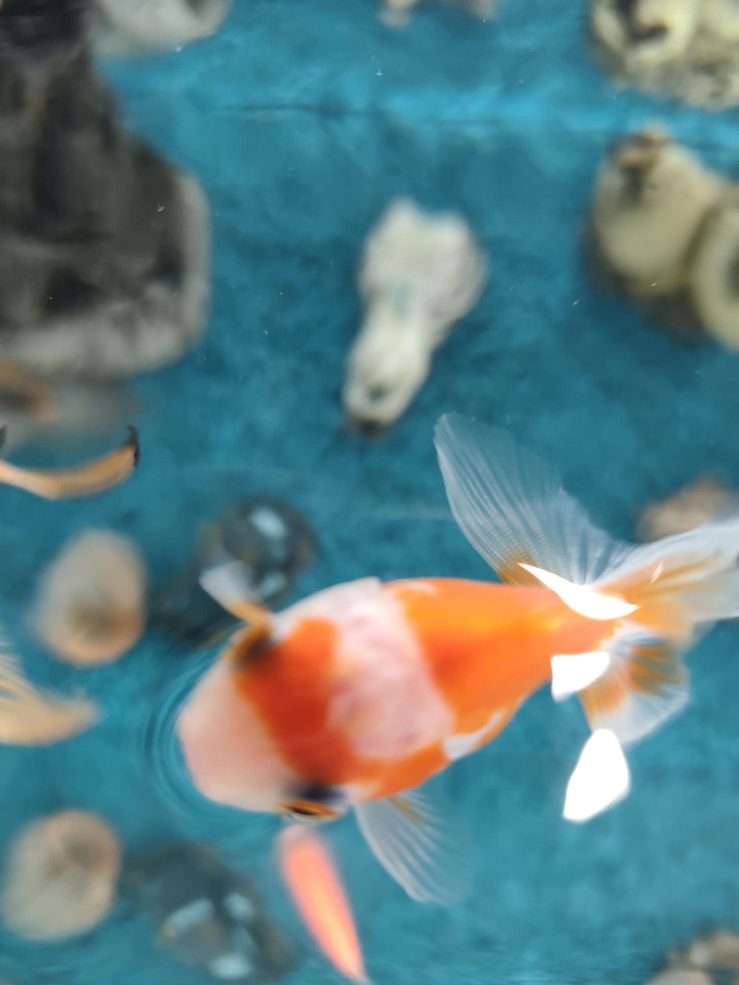 The image depicts an aquatic scene located in Pazardzhik, Bulgaria. A calico goldfish, characterized by prominent orange and white markings, dominates the foreground. Its body is primarily orange across the head and back, transitioning to large white patches on its flanks and a flowing, translucent white tail and fins. Distinct ripples are evident on the water's surface around the goldfish's head, suggesting motion. Beneath the main goldfish, a smaller, slender orange fish is visible. The midground and background contain several other indistinct, smaller fish, mostly appearing yellowish or grey, alongside various blurred, irregularly shaped submerged objects. These objects, possibly rocks or decorations, are visible at the bottom, displaying tones of grey, off-white, and pale yellow. The entire scene is set against a vibrant, uniform turquoise-blue background, indicative of a clean aquarium or pond liner. The lighting source appears to be overhead, creating highlights on the fish's fins and body.