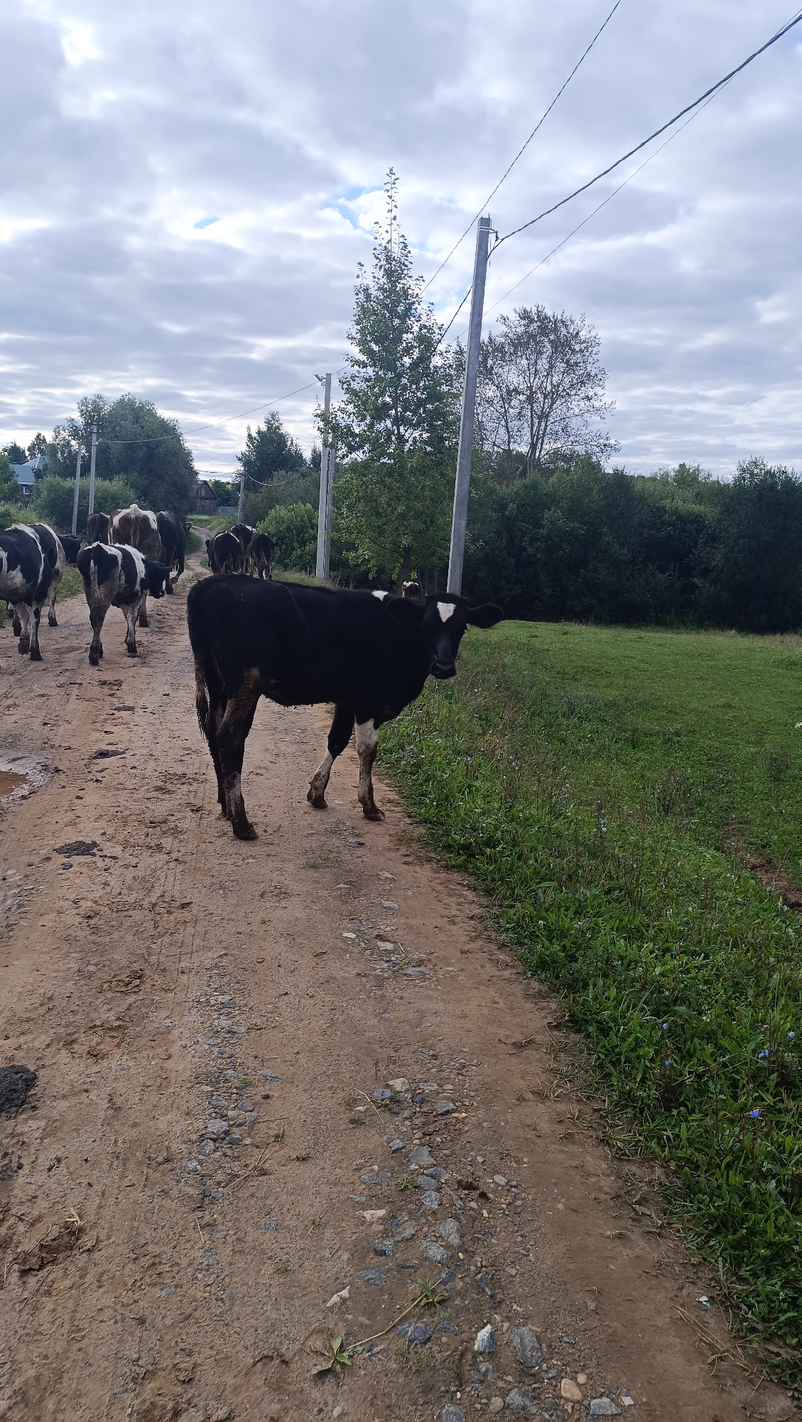 In Karsha, Russia, a herd of cows walks down a dirt road. The cows are predominantly black and white. One black and white cow in the foreground is looking at the camera. The road is lined with green grass and trees on the right side. On the left side of the road, there are more cows, some houses in the distance, and power lines stretch across the cloudy sky.