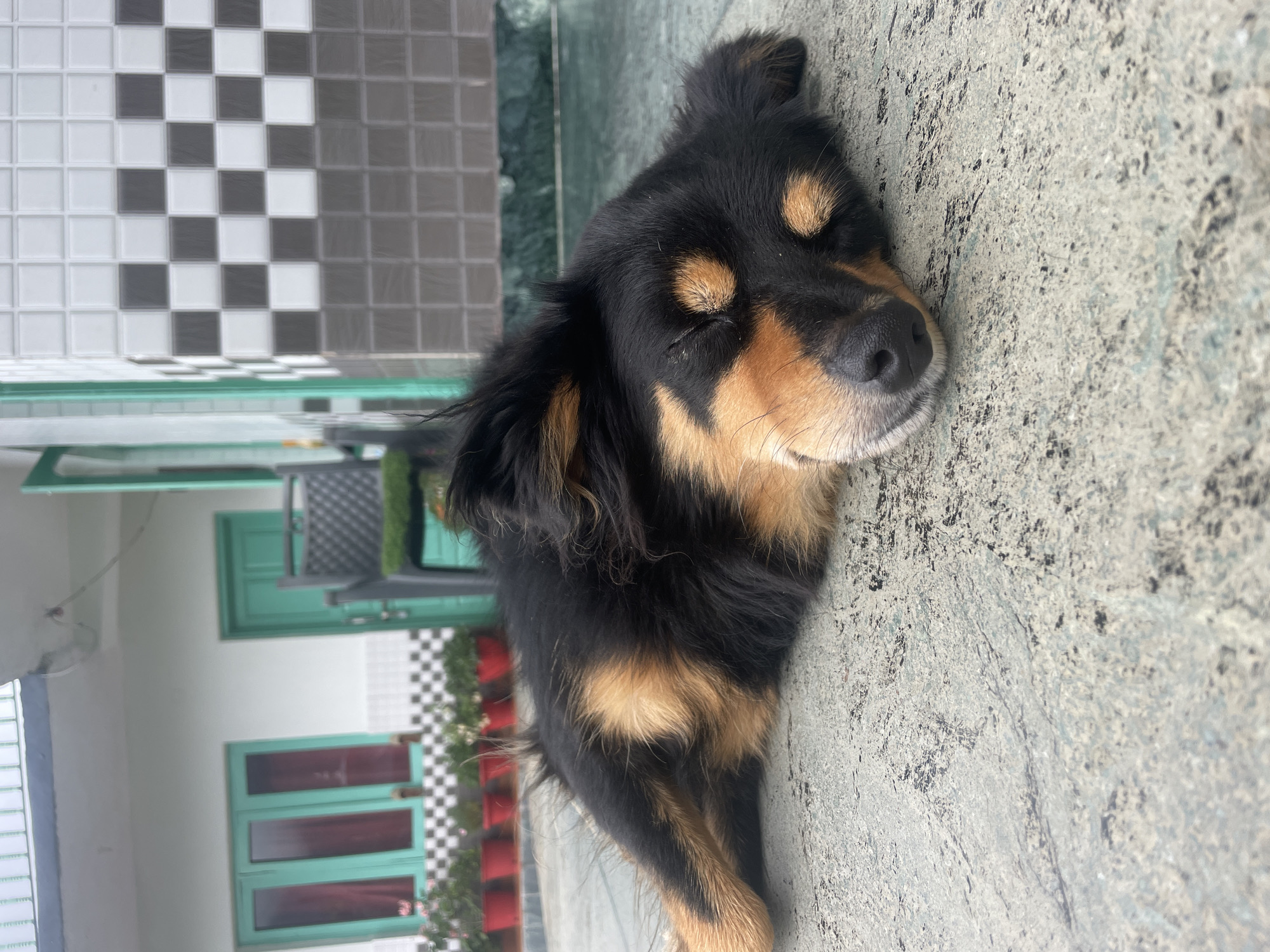 A black and tan dog is sleeping on a gray, textured surface, possibly a patio or walkway. The dog's eyes are closed, and its head is resting on its paws. In the background, there is a building with white and green accents, featuring teal-colored doors and windows. Rows of red potted plants are visible along the base of the building. A checkered tile pattern is also present on a wall to the right of the image. The scene appears to be outdoors, likely in a residential area. The dog is the primary subject of the image.