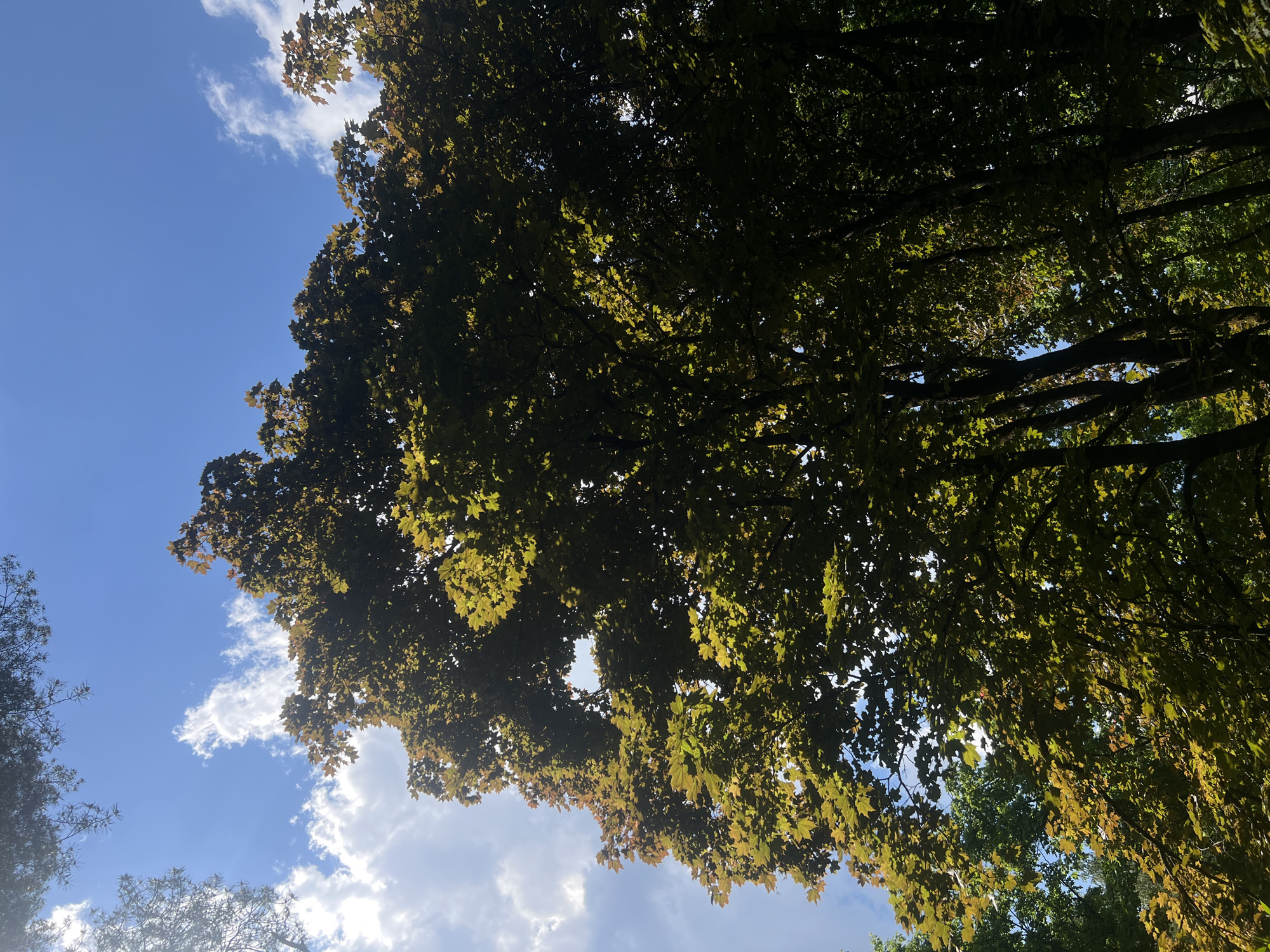 The image captures an upward perspective through the dense canopy of trees against a bright blue sky. The majority of the frame is filled with the lush foliage of deciduous trees, with leaves displaying various shades of green, ranging from deep shadows to areas brightly illuminated by sunlight. Some leaves, particularly those catching the direct light, exhibit lighter green, almost yellowish or reddish-brown hues, highlighting their translucency.
Sunlight filters through the thick canopy, creating dappled light and bright patches within the leaves, suggesting a clear and sunny day. Visible through the gaps in the foliage, the sky is a vibrant blue, dotted with scattered white, fluffy clouds. The intricate network of tree branches is discernible, some appearing dark against the brighter sky and leaves. There are no human subjects, man-made objects, or visible text within the frame. The scene conveys a natural, serene outdoor environment, likely during daytime with pleasant weather conditions. The provided context indicates the location as Saint Petersburg, Russia.