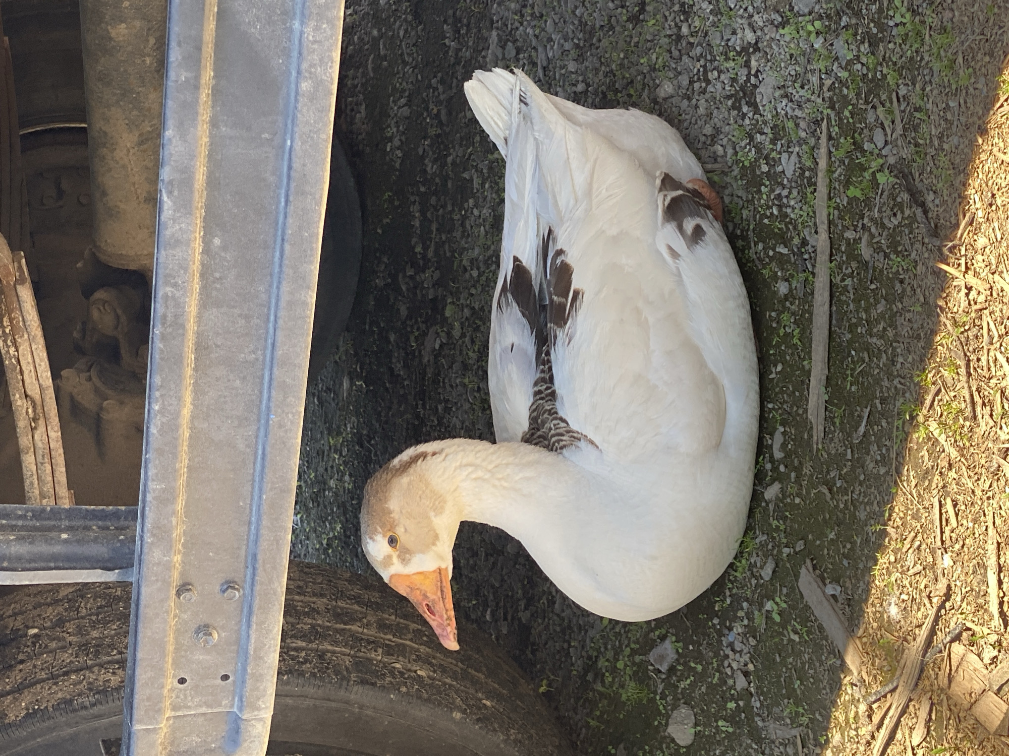 A goose with mostly white plumage and some brown markings is near a semi truck on what appears to be an unpaved area. The truck has steel supports and a tire near the goose. The surrounding area is a mix of dirt, small rocks, and some vegetation. The location is Neftyanik, Russia.