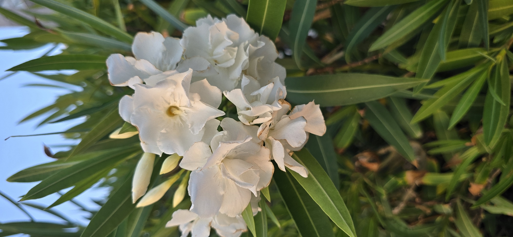 A close-up, vertical shot captures a cluster of delicate white flowers blooming amidst lush green foliage. The flowers, with their soft, ruffled petals, are the central focus, exhibiting a natural, slightly disheveled beauty. Some petals are tinged with a very light brown at the edges, indicating the natural aging process of the bloom. Several closed flower buds, elongated and pale yellow-green, are visible to the left of the open blossoms, hinting at future blooms. The leaves are long, slender, and a vibrant green, providing a rich backdrop. The sky, a soft blue, is visible in the upper portion of the image. The lighting suggests it may be either early morning or late afternoon, casting a warm glow on the flowers. The scene appears to be in a natural outdoor setting, possibly a garden or park, within the city of Bat Yam, Israel, given the context provided. There are no people or animals present in the image. The environment is tranquil and organic.