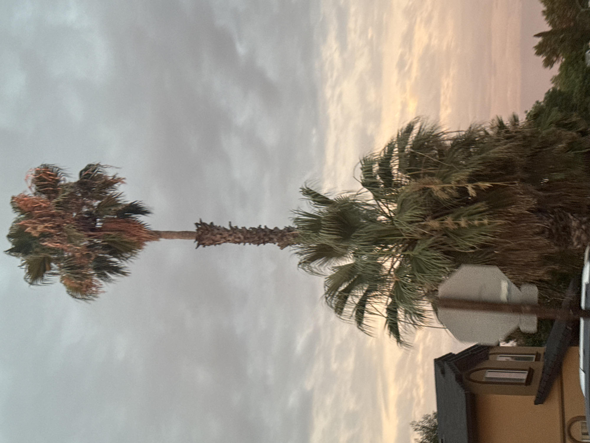 A tall palm tree with a brown, textured trunk and a dense crown of green fronds stands against a cloudy sky at dusk. The sky displays hues of gray and pale orange, suggesting the sun is near the horizon. In the foreground, the top of a two-story house with a dark roof and tan siding is visible to the left of the palm tree. A stop sign on a wooden pole obstructs part of the view of the house and the lower portion of the palm tree. Lush green foliage, likely other trees and shrubs, fills the lower right and background of the image, with hints of other structures and a vehicle in the extreme foreground. The scene appears to be a residential area in Antelope, California, United States.