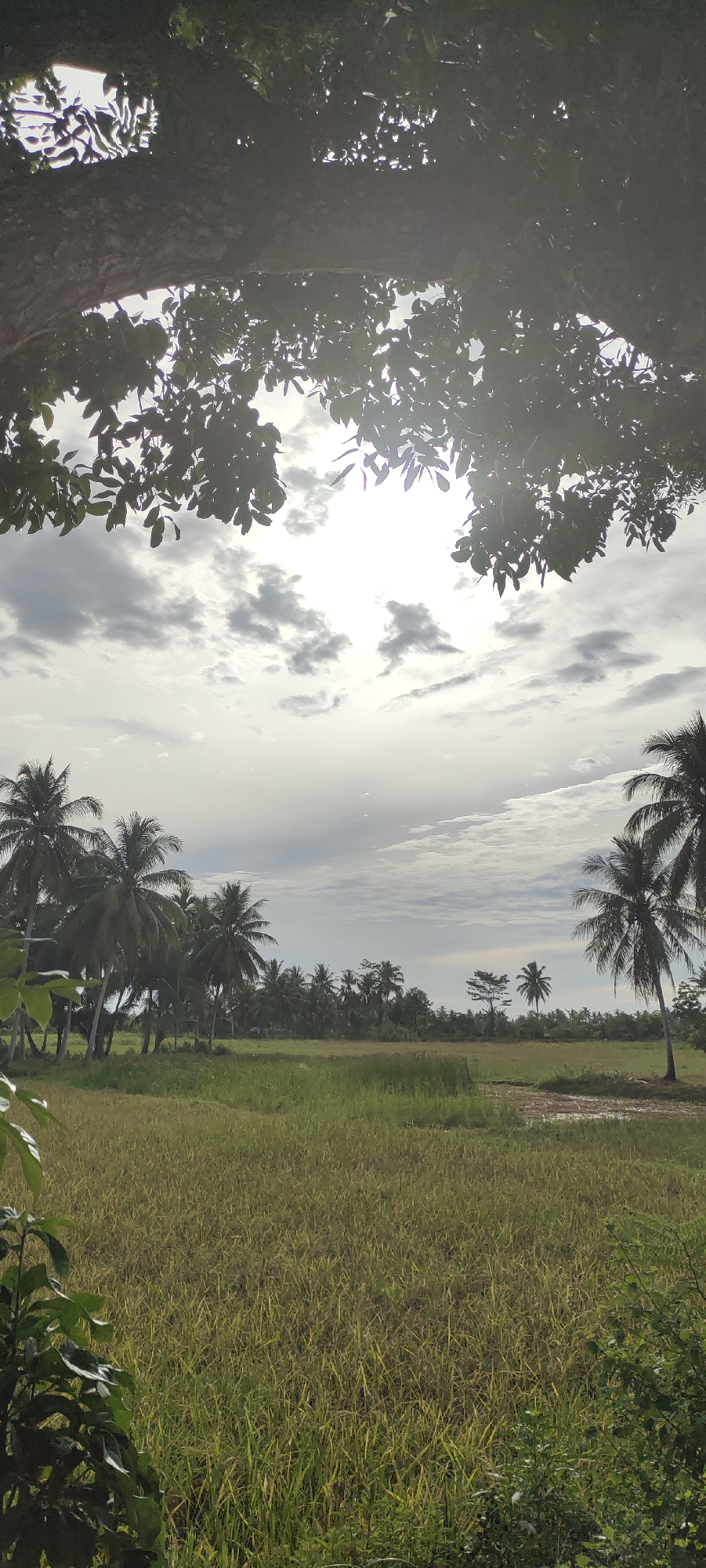 The image depicts a rural landscape in Keudeteupinpunti, Indonesia, under a cloudy sky. In the foreground, a large tree branches into the frame from the left, its leaves partially obscuring the sky. The middle ground is dominated by a lush green field, likely a rice paddy, with some areas appearing to have water. A line of coconut trees stretches across the horizon, interspersed with other foliage. The sun is visible behind the clouds, casting a bright, diffused light on the scene. The overall impression is one of natural beauty and tranquility, characteristic of the Indonesian countryside.