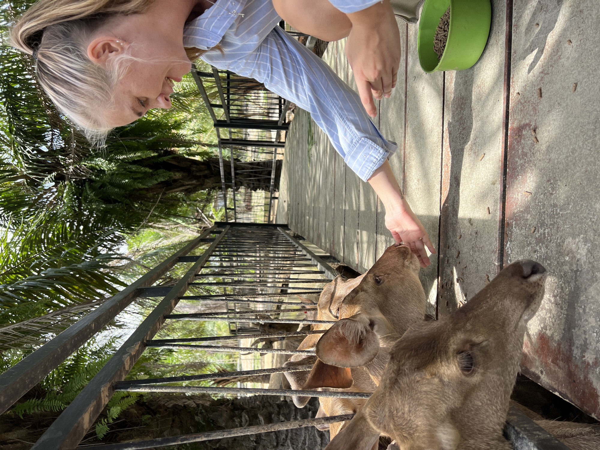In an outdoor enclosure, a young Caucasian woman with blonde hair tied in a ponytail, wearing a blue and white striped long-sleeved shirt, kneels on a wooden walkway, smiling as she feeds several deer. Her right hand is extended, offering food from a green bowl filled with pellets, which rests on the walkway. A deer's head is close to her hand, reaching for the food. Several other deer are visible in the enclosure behind a metal fence. The background is lush with palm trees and greenery, suggesting a tropical or subtropical environment. The wooden walkway is illuminated by sunlight, casting shadows on its surface.
