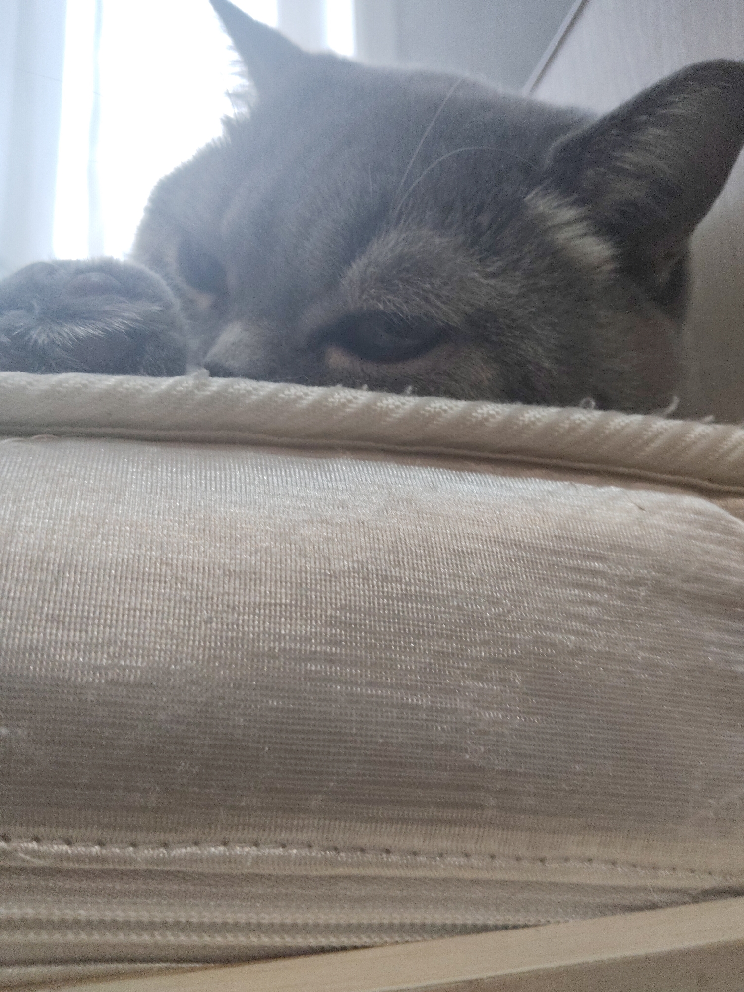 A close-up, high-angle shot captures the head and one paw of a grey cat peeking over a light-colored, textured fabric surface, likely an armrest or cushion. The cat's fur is a uniform ash grey, and its eyes are partially closed, suggesting it is sleepy or resting. One of its front paws is visible near its face, also resting on the fabric. The background is brightly overexposed, showing diffused white light, possibly from a window or an overhead light source, creating a soft glow around the cat's silhouette. The foreground fabric has a visible weave pattern and a distinct stitched seam running horizontally across the image. The overall impression is one of calm and comfort. No text is visible in the image.