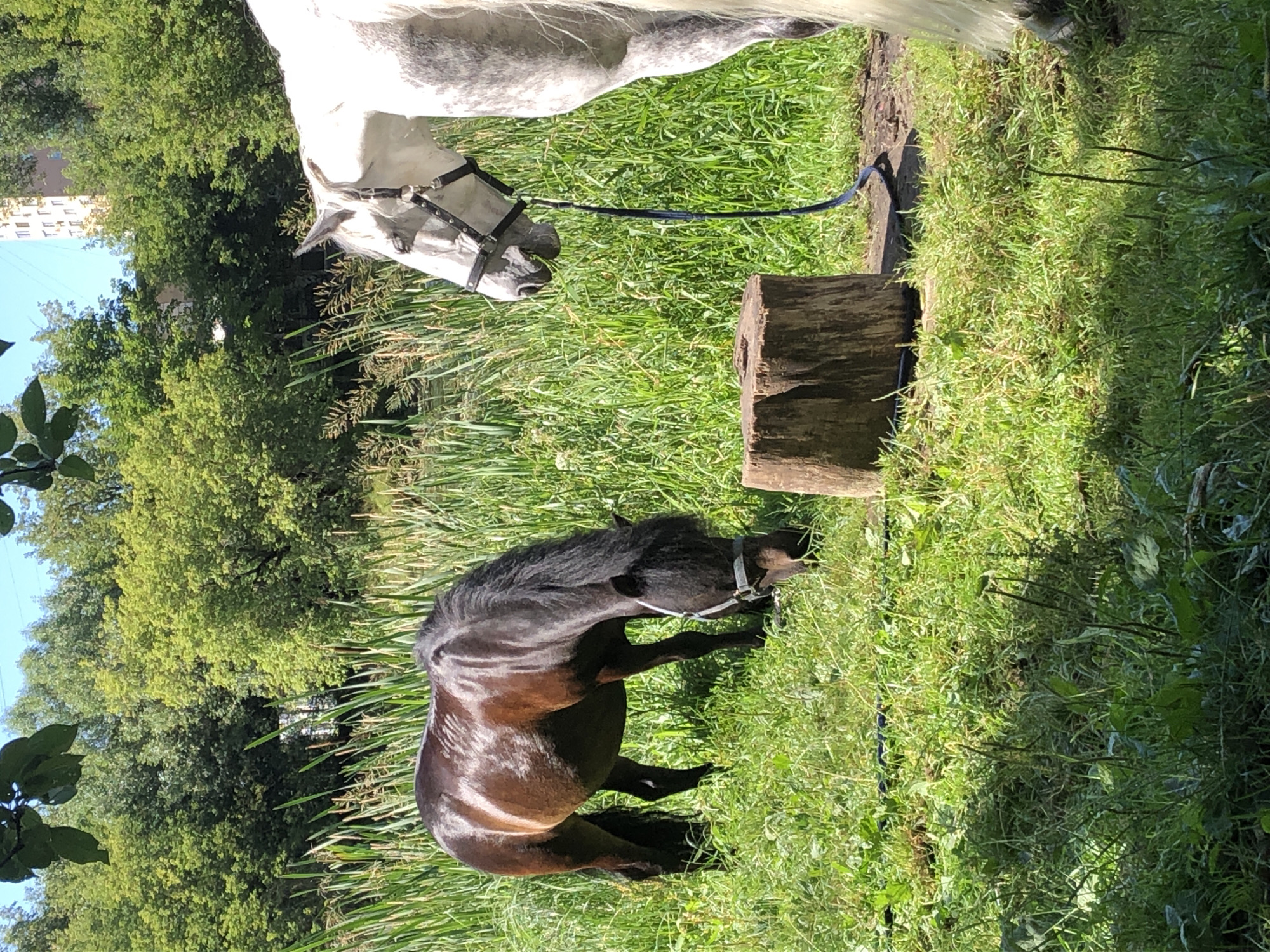 The image depicts two horses in a grassy area with dense green reeds and trees in the background. A multi-story building, possibly an apartment complex, is visible in the far distance, situated above the trees. A large, weathered tree stump is positioned in the foreground, between the two horses. One horse, a dark brown color, is grazing in the middle ground. The other horse, a lighter color, is on the right side of the image, facing towards the left and appearing to be tethered by a dark leash. The scene appears to be outdoors on a sunny day. The presence of the building suggests an urban or suburban environment.