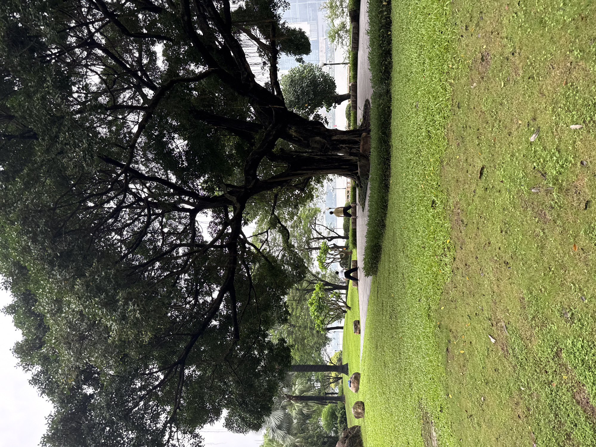 In Haizhu District, China, a park scene unfolds under a cloudy sky. A prominent, old banyan tree with sprawling branches dominates the foreground, its aerial roots dangling. Two individuals are present: one, wearing a yellow t-shirt and dark shorts, stands near the base of the banyan tree, facing away from the camera. Further in the background, another person, in a white t-shirt and dark pants, is seen from behind, bending over on a paved walkway. The park features a lush green lawn with scattered rocks, a paved path that winds through the area, and various trees and foliage. Beyond the immediate parkland, a body of water is visible, with buildings and structures on the distant shore. The overall impression is of a tranquil urban green space.