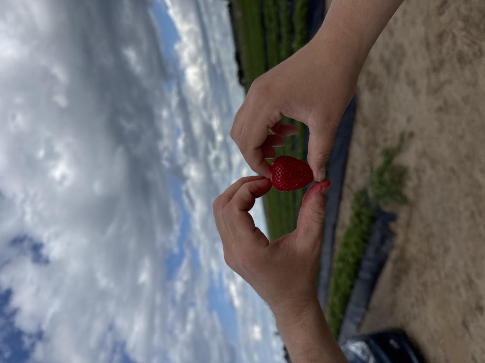 In an outdoor scene at a strawberry farm under a cloudy sky, two sets of hands form a heart shape around a single, ripe strawberry. The hands are positioned in the foreground, with the strawberry held between them. The background shows rows of strawberry plants covered with black plastic sheeting, and a field of green plants extending into the distance. A portion of a dark-colored vehicle is visible on the left side of the image.