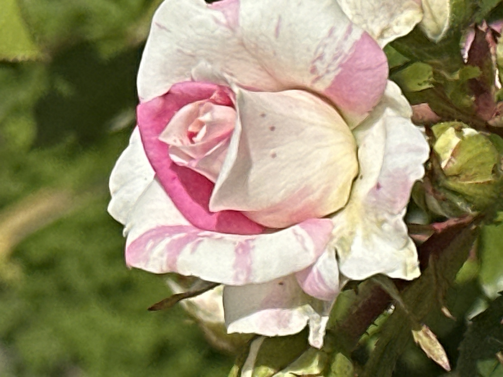The image shows a close-up of a pink and white rose with striped petals. The rose is in bloom and appears to be healthy. The background is a soft green blur, suggesting it is outdoors in a garden setting. There are no people, animals, or man-made objects visible in the image. The lighting suggests it is daytime. The location of Podolsk, Russia is not indicated in the image and cannot be inferred from the visual information provided.