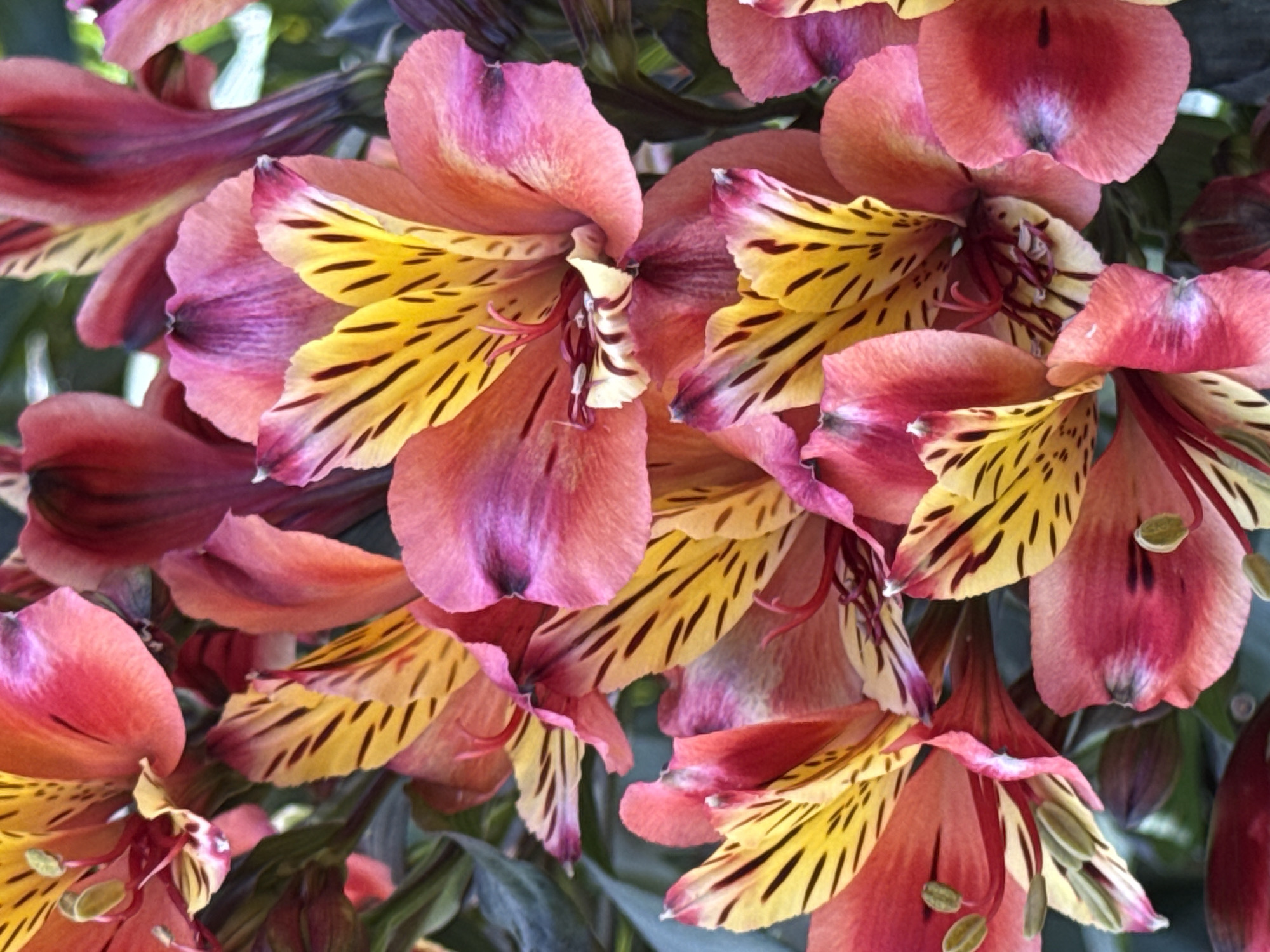 The image displays a close-up, full-frame composition of numerous Alstroemeria flowers, commonly known as Peruvian Lilies. The blossoms feature a striking color palette, primarily exhibiting petals that range from vibrant coral-pink and reddish-orange at their edges to softer purplish-pink and magenta hues closer to their centers. A prominent detail is the inner petals, which are a bright yellow, adorned with distinct dark reddish-brown or black streaks. Hints of white and cream are also visible on some petal surfaces, and the stamens and anthers show reddish-brown tones.
The flowers are densely arranged, creating an immersive botanical scene, likely within a garden or a closely gathered floral display. Blurred green foliage forms the background, suggesting an outdoor or natural setting. The lighting is bright and natural, indicating daytime, which highlights the delicate textures and rich colors of the petals. A shallow depth of field ensures that several flowers in the foreground and midground are in sharp focus, while elements in the background are softly diffused. There are no people or specific activities depicted. No visible text or explicit location cues are present in the image.