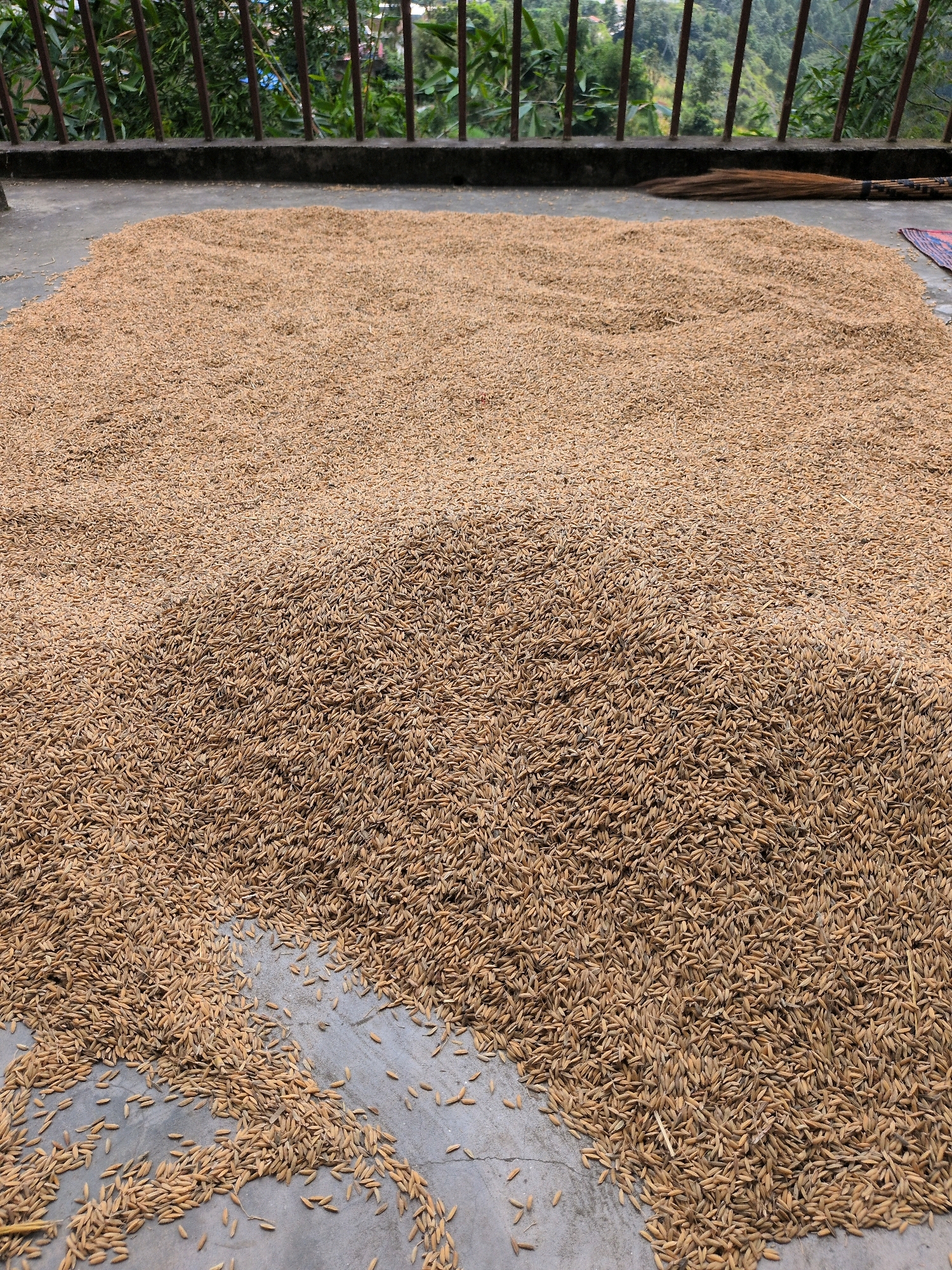 The image shows a large spread of paddy grains drying on a concrete surface. The paddy is a light brown color and appears to be spread evenly, though there are some areas where it is thicker than others. The concrete surface is a light gray color and shows some signs of wear and tear. In the background, there is a metal railing and some greenery, suggesting an outdoor location. The scene is likely in Kapurkot, Nepal, where drying paddy in the sun is a common agricultural practice. There are no people or animals visible in the image, nor are there any specific actions or interactions being depicted. The environment is natural and rural, with the focus on the agricultural produce.