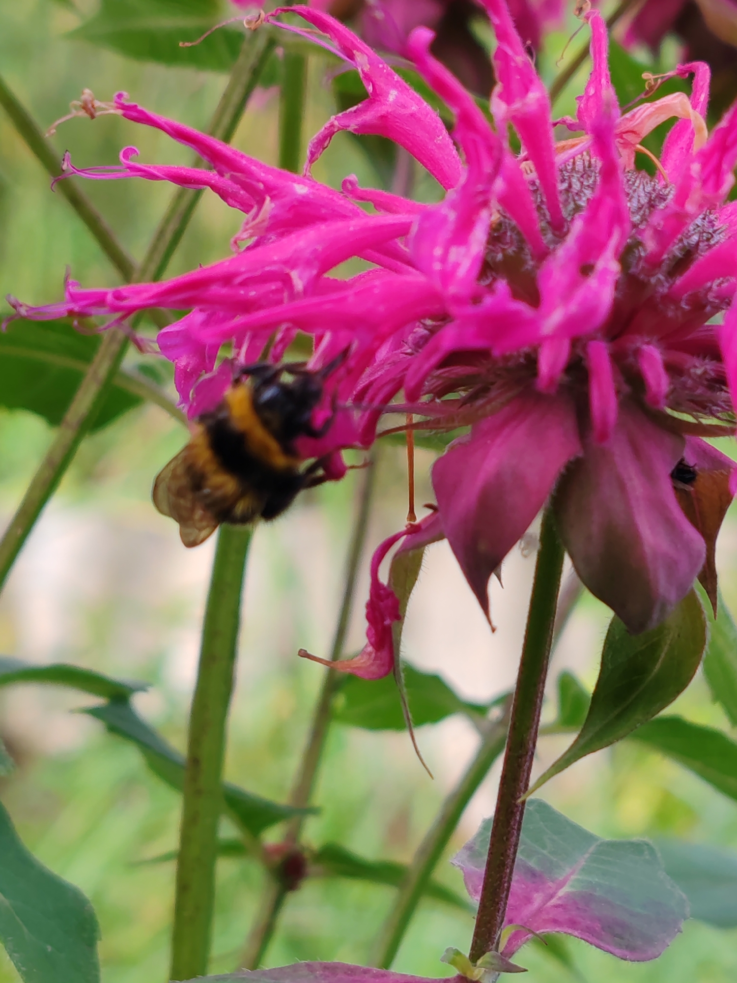 A close-up, slightly blurred photograph captures a bumblebee with yellow and black stripes on a vibrant pink monarda flower. The bumblebee is positioned on the right side of the image, clinging to one of the flower's petals and appearing to collect nectar. The flower's delicate, spiky petals extend towards the top and left of the frame, with some blurry green foliage in the background. The scene is outdoors, likely in a garden or natural setting, possibly in Чухлэм, Russia, given the user's prompt for location. The focus is sharp on the bumblebee and a portion of the flower, while other elements of the image are softer, creating a sense of depth. There are no people visible in the image.