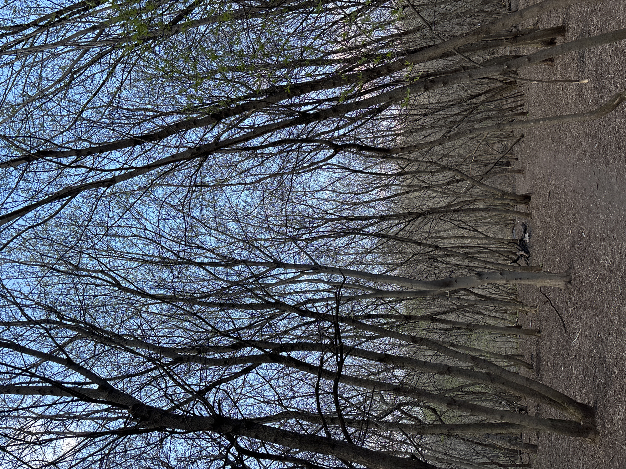 The image captures a serene, vertical landscape depicting a dense forest or a plantation of deciduous trees, likely in early spring. The perspective is from within the treeline, looking upwards and along the rows of trees.
The primary subjects are numerous tall, slender trees, mostly bare of leaves. Their dark, intricate branches form a dense, complex canopy that crisscrosses against a clear, pale blue sky, creating a delicate, web-like pattern. Small clusters of fresh, light green buds and nascent leaves are visible on some branches, particularly towards the upper left, indicating the very beginning of the spring season. The tree trunks, varying in thickness and texture, are muted shades of gray and brown, appearing to recede in orderly rows into the mid-ground.
The ground beneath the trees is covered with a layer of dry, reddish-brown leaf litter, twigs, and earthy soil, characteristic of a forest floor emerging from winter. The lighting suggests a clear daytime, possibly early morning or late afternoon, with soft, even illumination across the scene.
There are no people or explicit activities taking place, contributing to a tranquil and natural atmosphere. A small, dark, indistinct object can be observed on the ground in the middle distance, possibly a discarded item or natural debris. There is no visible text in the image. This scene is set in Perm, Russia.