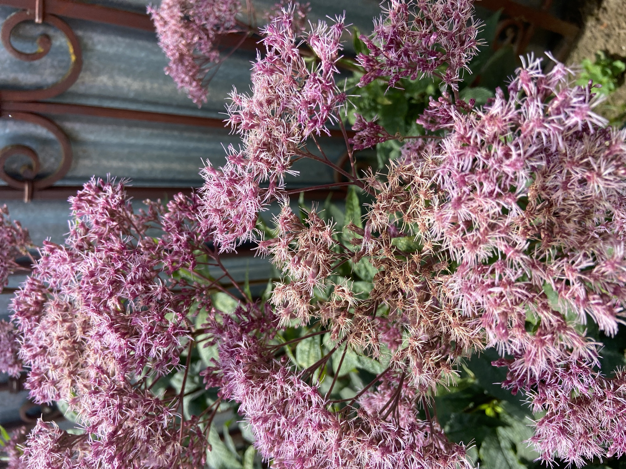 The image depicts a cluster of pink, feathery flowers in the foreground, with some appearing more mature and dried, displaying a light brown hue. In the background, a portion of a corrugated metal fence, painted a muted blue-green, is visible. A decorative wrought-iron element, dark brown in color, is attached to the fence. Green foliage is interspersed among the flowers, suggesting an outdoor garden setting. The scene is lit by natural light, casting subtle shadows. The location is identified as Balashikha, Russia. No people or actions are evident in the image.