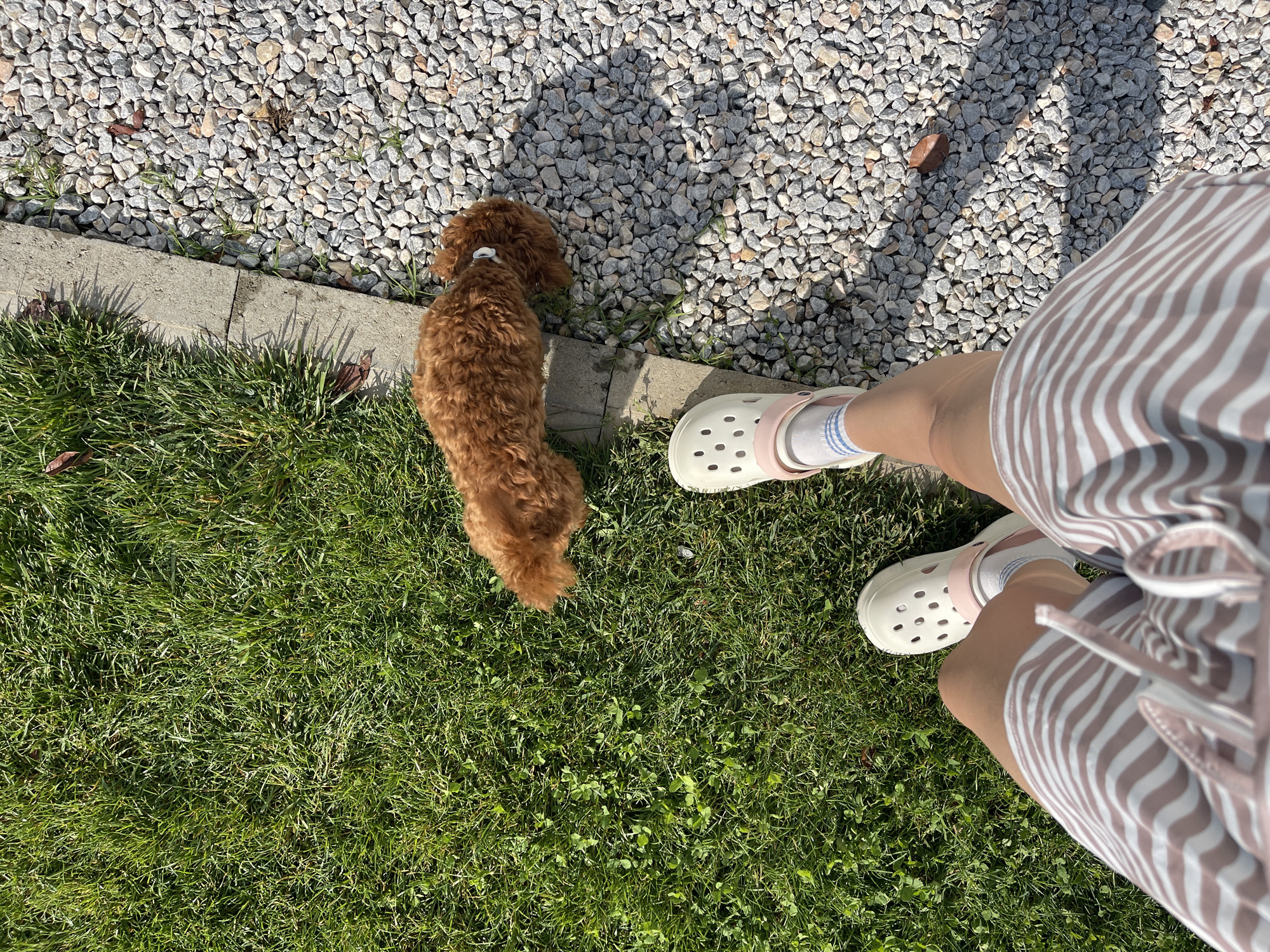 In the city of Koprinka, Bulgaria, a high-angle, top-down outdoor photograph captures the lower extremities of a human subject and a small canid in a sunlit environment. The scene is bisected by a concrete border delineating a lush green grassy area on the left from a light-colored gravel path on the right.
The human subject's bare legs and feet are visible in the lower portion of the frame. The subject wears light cream/white clogs with light pink straps over white crew socks adorned with thin blue horizontal stripes. The garment worn is a pair of shorts or a skirt featuring alternating horizontal stripes in light brown/beige and white, with drawstrings partially visible at the front.
A small, fluffy, reddish-brown canid, consistent with a dog of small breed, is positioned in the upper-middle section of the image. The canid is lying or sniffing near the concrete border, with its head oriented towards the gravel path. A small white accessory, possibly a collar or bow, is visible near its head.
The grassy area on the left displays dense green blades, interspersed with clover and a few fallen dry leaves. The gravel path on the right consists of numerous light grey and beige stones, with minimal interspersed green vegetation and scattered dry leaves. Pronounced shadows are cast across the gravel and grass, indicating strong, direct sunlight.