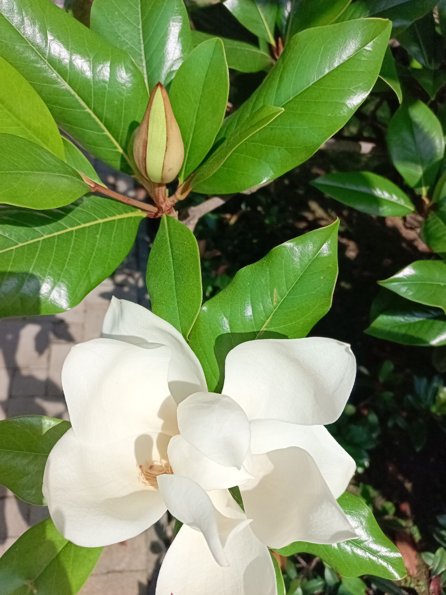 Memory