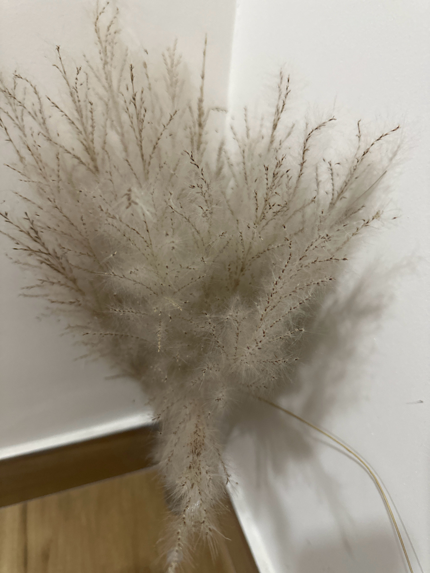 A close-up, top-down view shows a dried, feathery grass bundle against a white wall. The grass is light brown and white, with delicate, wispy strands. The background is a stark white wall, casting a faint shadow of the grass. In the bottom left corner, a portion of a wooden surface and a light brown edge of furniture are visible. The image appears to be a still life, with no people or active subjects present. The scene is indoors, with the lighting suggesting artificial light. The location is identified as Lalitpur, Nepal.