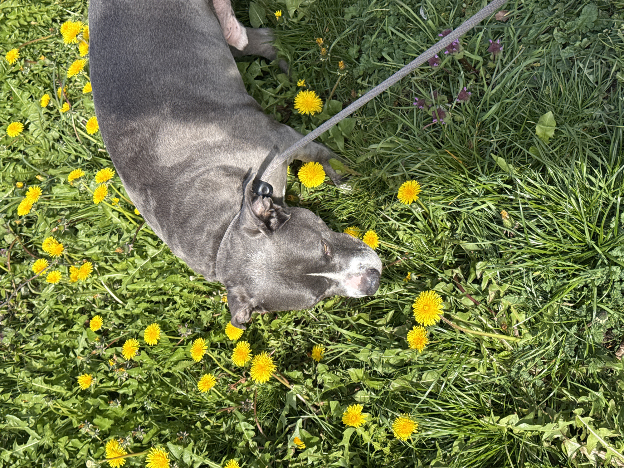A gray pitbull-type dog lies in a field of dandelions and grass. The dog is on a leash. The location is unspecified, and there is no information to indicate it is Esch-sur-Alzette, Luxembourg.
