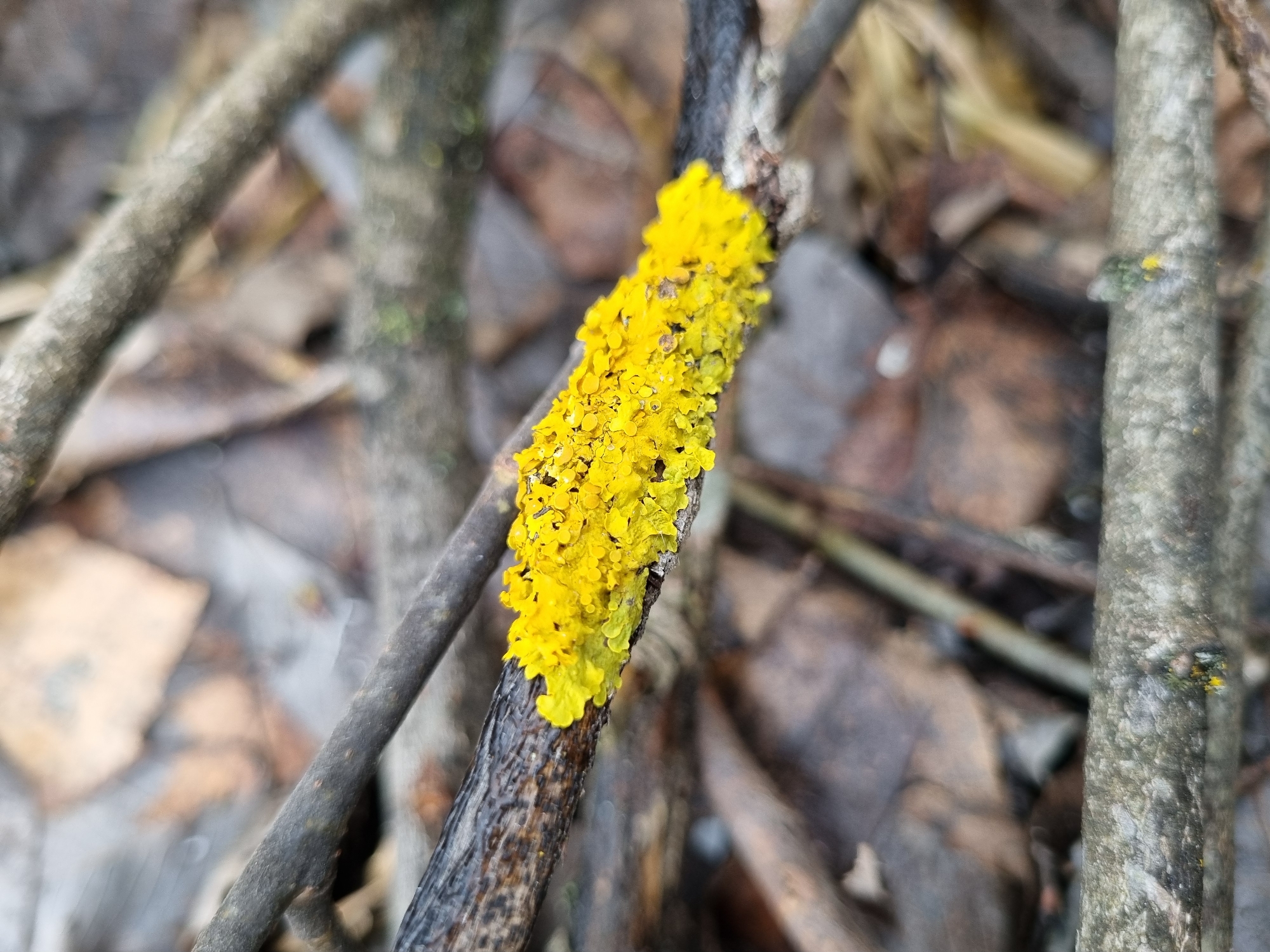 A close-up shot depicts a twig covered in a bright yellow lichen, possibly Candelariella xanthostigma, against a blurred background of leaves and other branches. The twig is medium brown with a rough texture, and the lichen appears granular with small, individual lobes. The environment suggests a woodland setting, and the focus is tightly on the lichen-covered twig, making it the central subject. No people are visible. Location: Kemul, Russia.