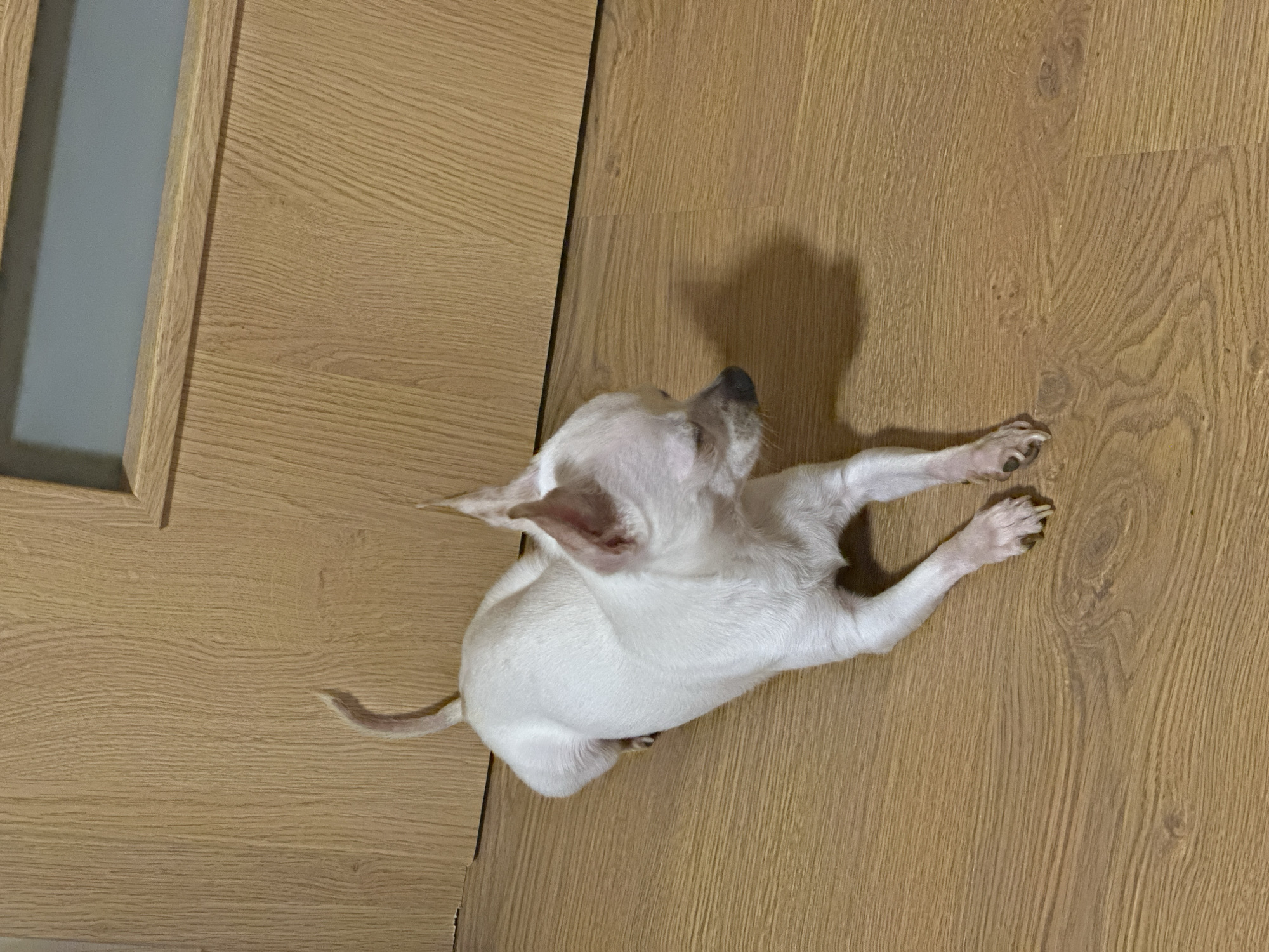 A white Chihuahua puppy lies on a light brown, wood-grain floor. The puppy is oriented diagonally, with its head turned upward. Its tail is curled slightly. To the left is a portion of a door with a recessed panel. The location is likely indoors. There is no evidence to confirm the location as Chubra, Bulgaria.