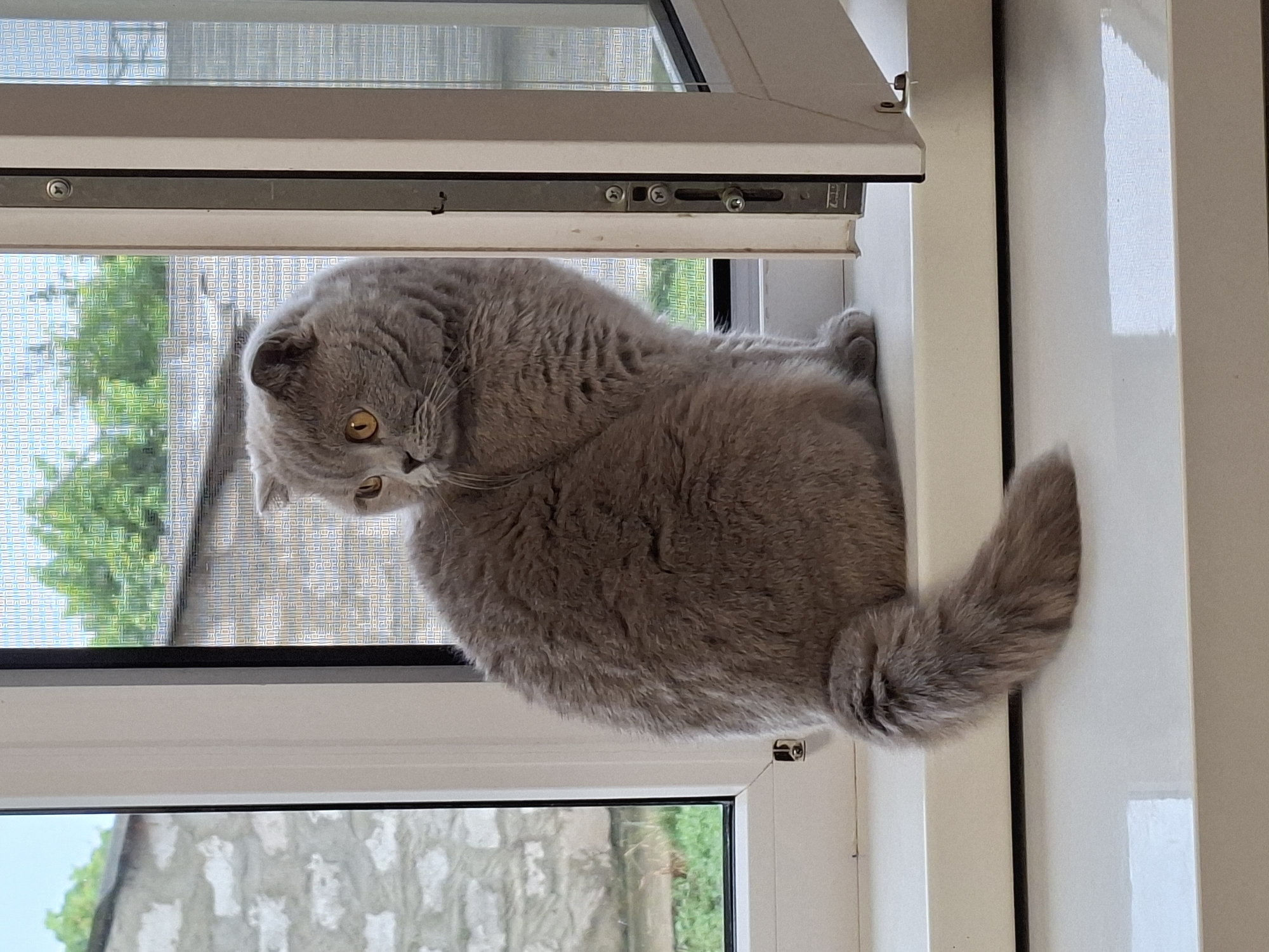 A fluffy, grey Scottish Fold cat with large, amber eyes is sitting on a white windowsill, looking to the left. The cat is positioned facing away from the camera, with its body angled towards the window. Behind the cat, the window is partially open, revealing a screen with a textured pattern. Through the screen and the open window, a glimpse of green trees and a stone building can be seen. The windowsill itself is clean and reflective, with faint shadows and light playing across its surface. The framing of the image is dominated by the white of the window frame and sill, with the cat and the outdoor scene providing the main points of interest.