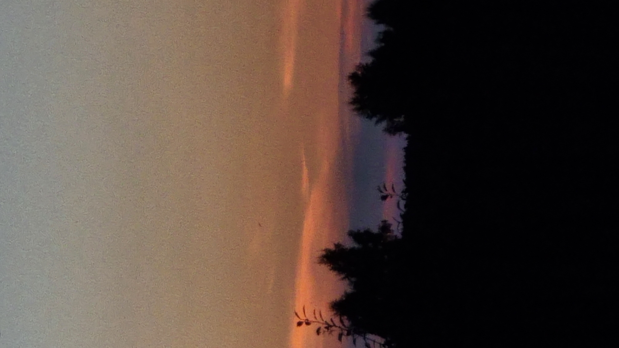 A vertical, close-up shot captures a silhouetted treeline against a gradient sky. The sky transitions from a pale, dusty blue at the top to warm hues of orange and pink closer to the horizon, suggesting a sunset or sunrise. Wispy clouds are visible in the lower half of the sky, catching the colored light. The treeline is a deep, solid black, with the irregular shapes of various trees and foliage. A thin, dark object, possibly a bird, is barely visible against the sky in the upper left quadrant. The foreground is entirely black, obscuring any ground details. The image appears to be taken in an outdoor environment, likely a rural or suburban area, given the silhouetted trees. The overall mood is serene and natural.