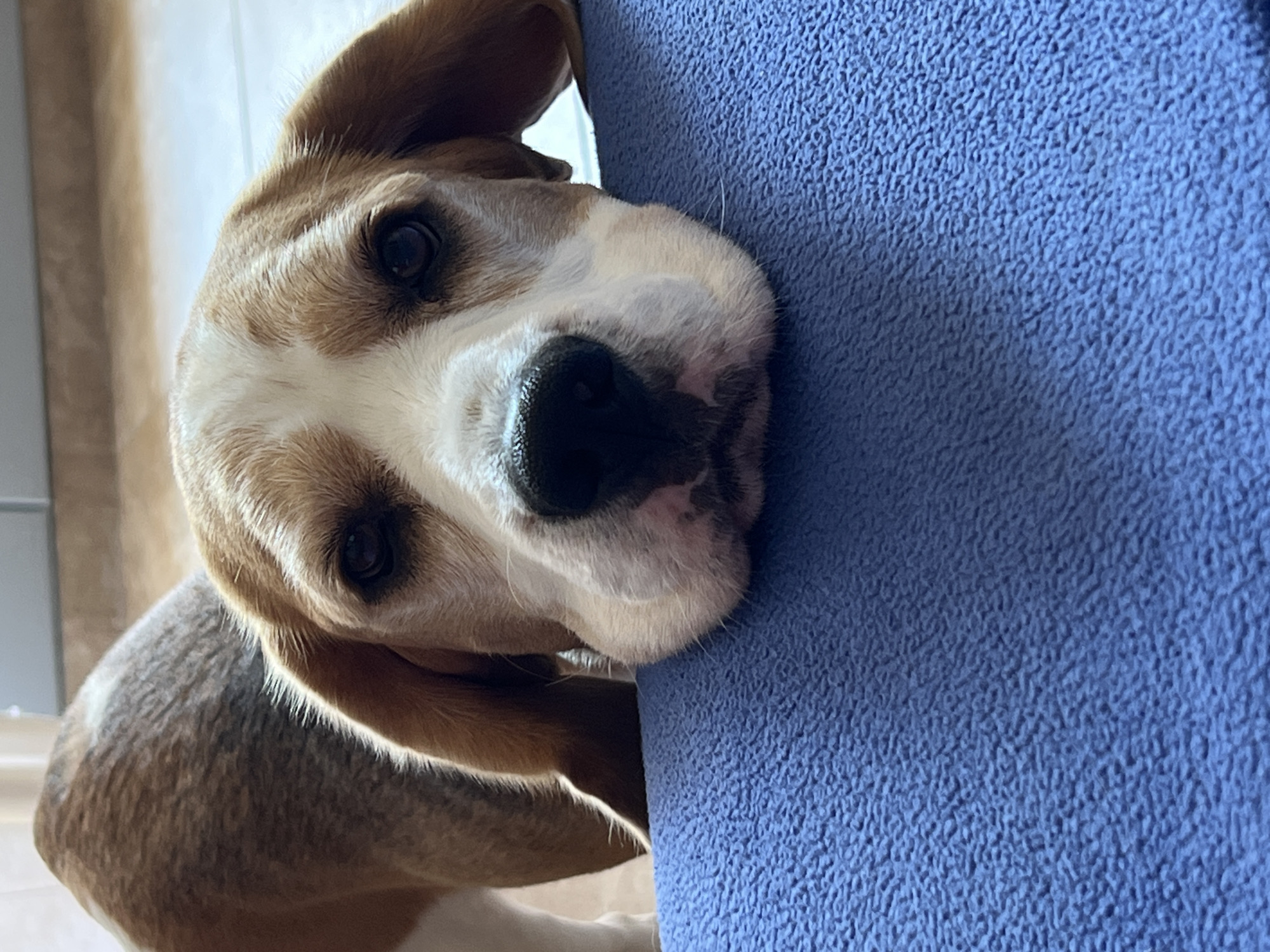 A beagle dog rests its head on a blue textured surface, looking directly at the camera. The dog has brown and white fur with distinctive markings on its face. Its eyes are dark and attentive, and its floppy ears frame its face. The background is blurred but appears to be an indoor setting with tiled flooring and a wall. There is no visible indication of the city of Budva, Montenegro in this image.