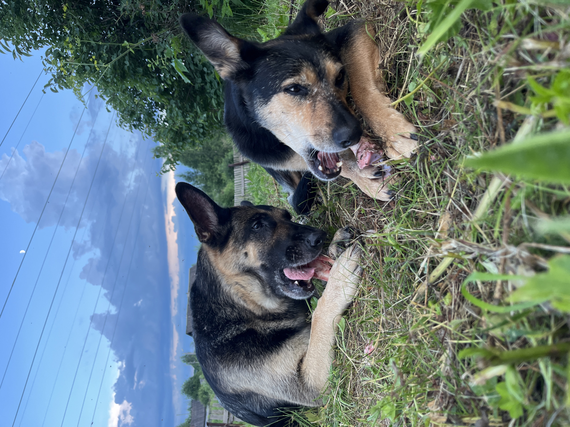 Two German Shepherds are lying in the grass, gnawing on bones. The dog in the foreground is mostly visible, with its tongue out. The dog in the background is partially obscured by the first dog, but its head and front paws are clearly visible as it chews on its bone. The dogs are in a grassy area, with trees and a fence visible in the background. The sky is blue with some clouds, and there are power lines running across the sky. The image appears to have been taken during the daytime, likely in the late afternoon or early evening, given the lighting and the presence of the moon. The overall mood is one of contentedness and natural behavior. The location context suggests this scene is in Nizhny Tagil, Russia, implying an outdoor, perhaps rural or suburban, setting.
