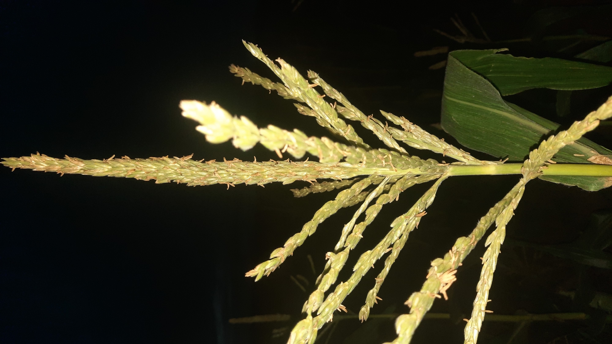 The image shows a close-up, low-angle shot of a corn tassel against a dark, out-of-focus background. The tassel is green and appears to be shedding pollen, with some light brown anthers visible. Several branches extend from the main stalk, each with smaller, feathery structures. A large, green corn leaf curves into the lower right of the frame. The overall impression is of a corn plant at night, possibly in a field. The location in the city of Шклоў, Belarus is not discernible from the visual information provided.