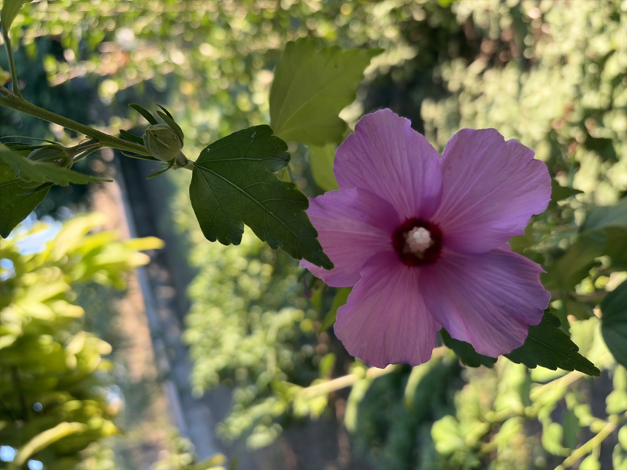 The image is a close-up, vertical shot of a single pink hibiscus flower with a dark red center and white stamen. The flower is in the foreground, with its petals facing the viewer. Two green hibiscus leaves are visible above and to the left of the flower. Two unopened green hibiscus buds are on the stem above the flower. The background is blurred and consists of green foliage and dappled sunlight, suggesting an outdoor setting. There is no evidence of human presence or activity in the image. The location within the city of Oxentea, Moldova, is not discernable from the image itself.