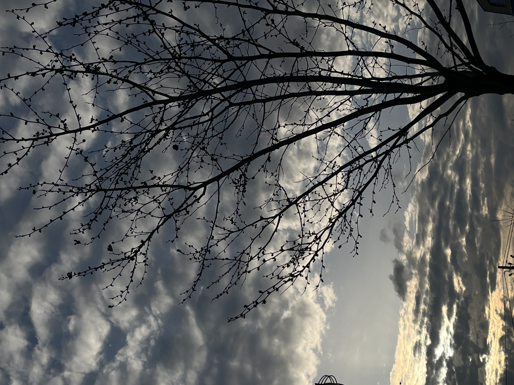 The image shows a tree with bare branches silhouetted against a cloudy sky. The sky is a mix of light and dark gray clouds, with some areas appearing brighter, possibly reflecting sunlight. The branches of the tree are thin and intricate, creating a stark contrast against the sky. The image is rotated clockwise. There is not enough information to determine the location in the city of Novopokrovskaya, Russia.