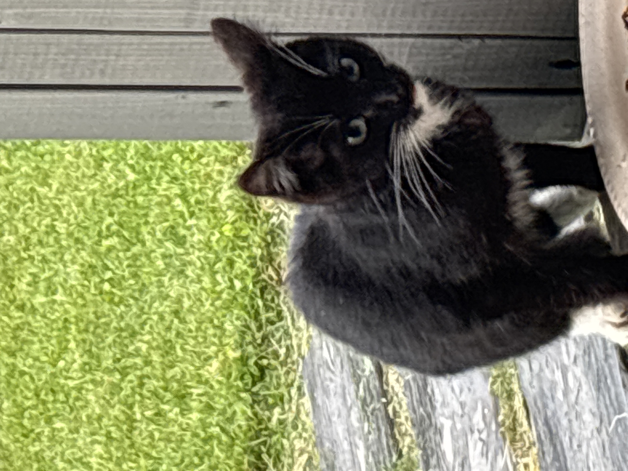 A black and white kitten is perched on a wooden surface, its body angled towards the right side of the frame. The kitten has a white chest and paws, and its face features white whiskers and a white patch on its nose. Its eyes are blue and its ears are pointed. Behind the kitten, out of focus, is a patch of green grass. To the right of the kitten, there is a vertical wooden fence. The kitten is in the foreground, with the grass and fence forming the background. The overall scene appears to be outdoors, possibly in a yard or garden. There is no indication of the city of Zvenigorod, Russia in the image.