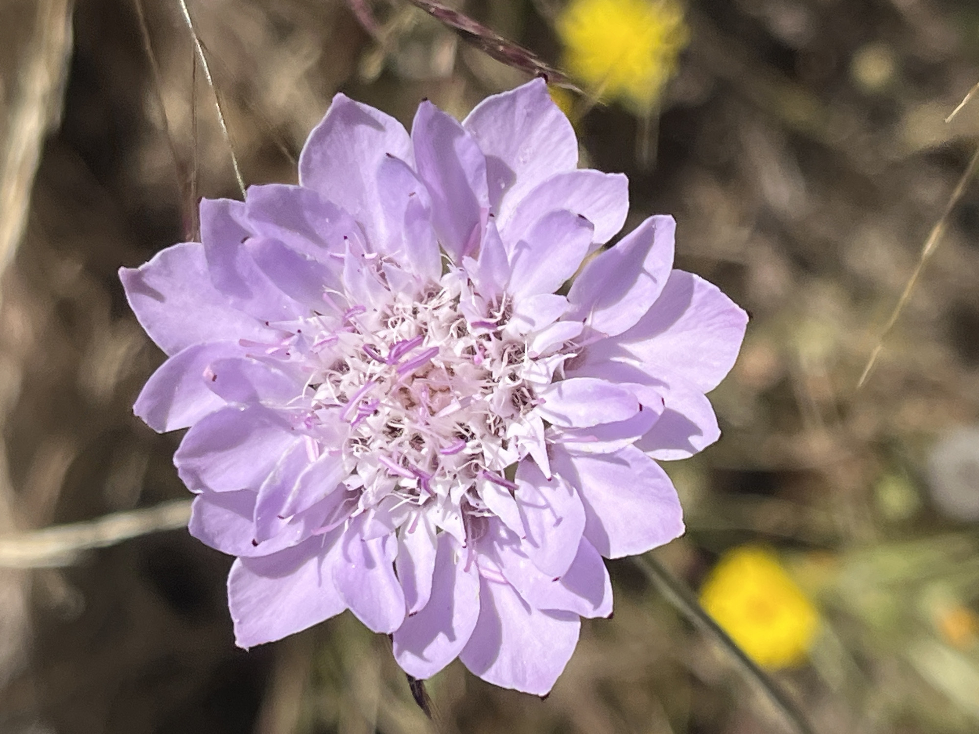 A close-up shot of a purple-lavender flower with multiple petals and a complex center of white and purple filaments. The background is blurry, with hints of brown grass and a yellow flower in the distance. The location is unknown, and no city information is available in the picture. No people are in the scene.
