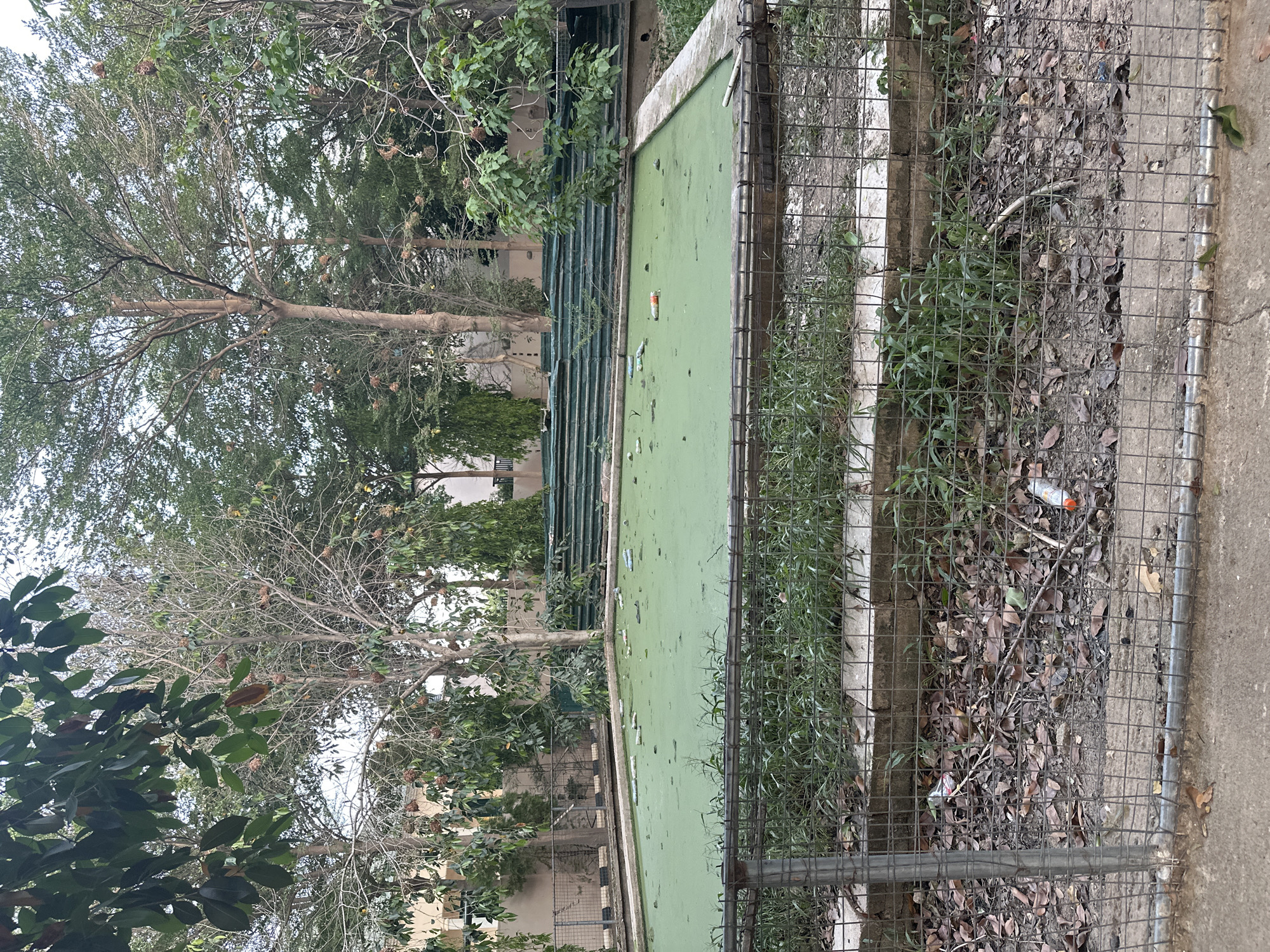 The image shows an overgrown, neglected outdoor area. In the foreground, a metal fence encloses a patch of dry leaves and sparse grass. Beyond the fence, a rectangular pool filled with green, stagnant water is visible. Several plastic bottles and other debris float on the surface of the water. The pool is surrounded by a concrete border. In the background, there are several trees, some with dense foliage and others bare, with what appear to be bird nests hanging from their branches. Behind the trees, a building with a light-colored facade and green awnings can be seen. The overall impression is one of disrepair and abandonment. This scene is located in the vicinity of Muhammadu Dikko Stadium, Nigeria.
