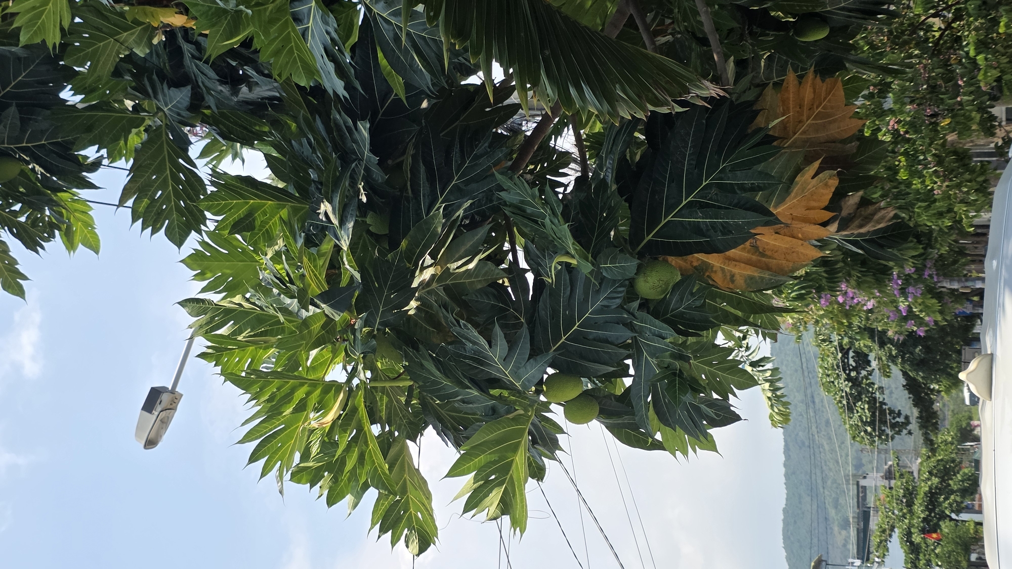 The image depicts a breadfruit tree with several unripe breadfruits hanging from its branches. The leaves are large, deeply lobed, and range in color from vibrant green to yellow-brown. A street lamp is visible in the lower left corner. In the background, a landscape with mountains, vegetation, and a glimpse of a white vehicle suggests an outdoor setting. The location is the city of Bac Nha Trang Ward, Vietnam. Other trees are visible in the background. The perspective is from a low angle, looking up into the tree. Some power lines are strung through the branches.