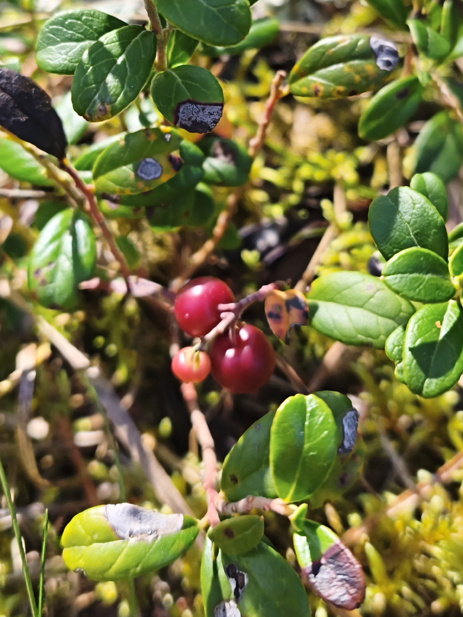 In Pedase, Estonia, a close-up shot captures a cluster of red lingonberries on a low-lying plant. The berries are ripe and plump, contrasting with the dark green leaves, some of which show signs of blight with greyish-white patches. The surrounding environment is blurred, hinting at a natural, possibly marshy or woodland setting, with hints of moss and other low vegetation. The lighting suggests an outdoor scene, possibly taken during daylight hours.
