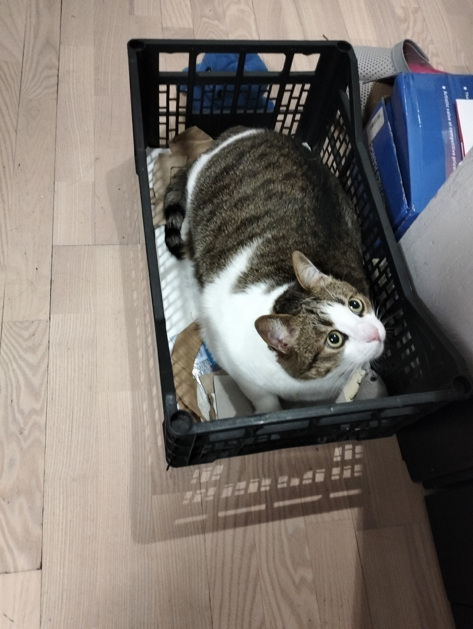A tabby and white cat sits in a black plastic crate, which is partially filled with crumpled paper and a blue object. The crate rests on a light-colored wooden floor. Next to the crate is a gray shoe, a blue box, and a gray couch. The photo was taken indoors. There is no information in the picture that indicates the image was taken in Krykhivtsi, Ukraine.