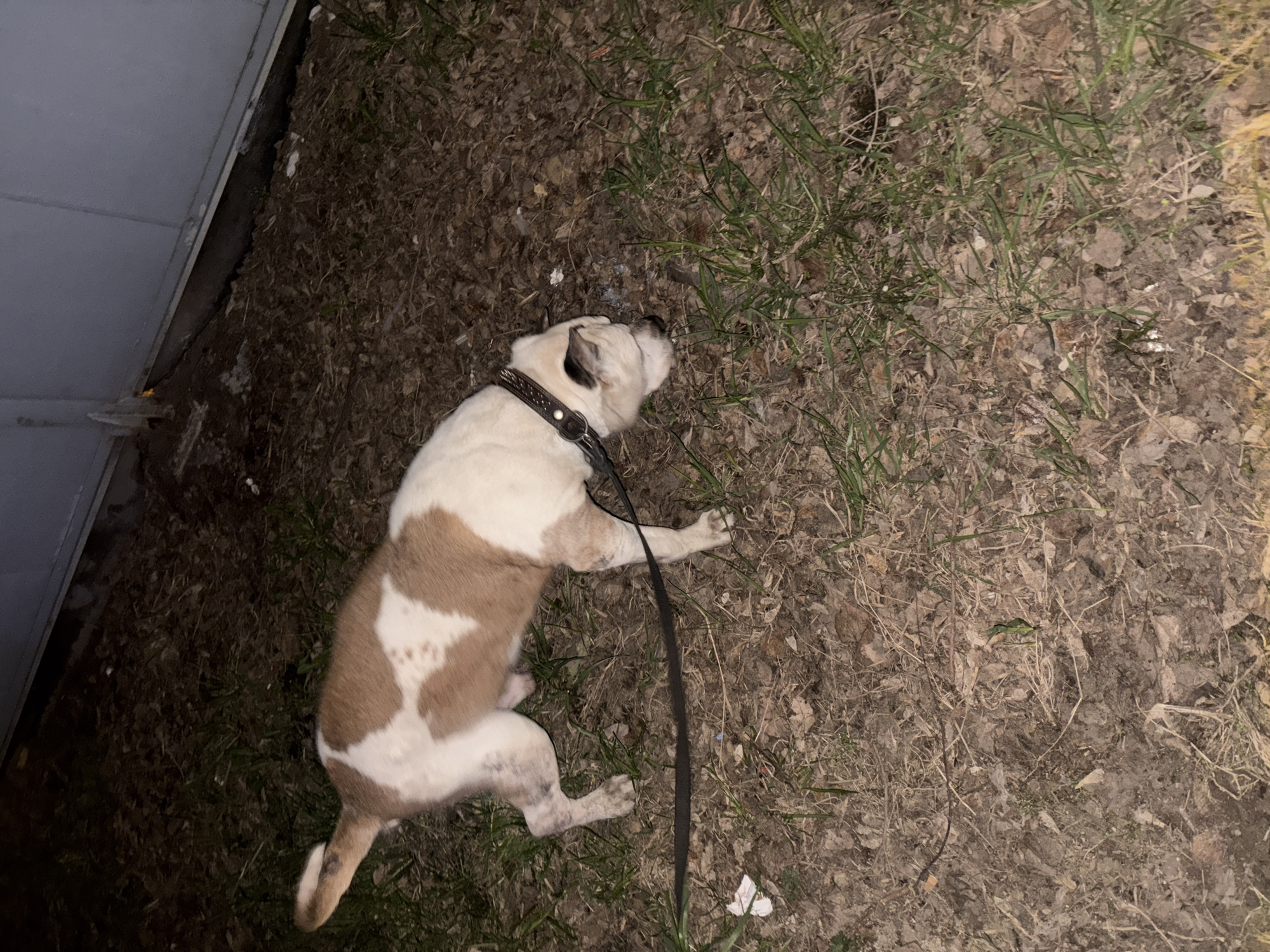 A medium-sized, white and brown dog is lying on its side on the ground with a black leash attached to its collar. The ground is covered in brown leaves, dry grass, and some green grass. To the left, there is a vertical gray structure, possibly the side of a building or shed. The scene appears to be outdoors at dusk or night, with limited lighting. The location is unspecified, and there is no specific evidence in the image to suggest the city of Krasnoyarsk, Russia.