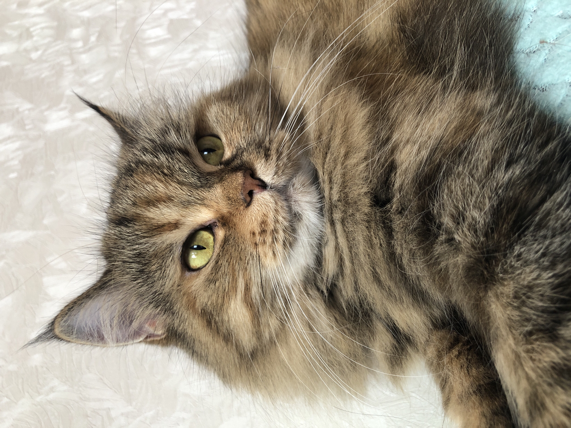 A close-up shot shows the face of a long-haired cat with green eyes, brown and tan fur, and white whiskers. The cat is looking to the right. The background is a textured white wall.