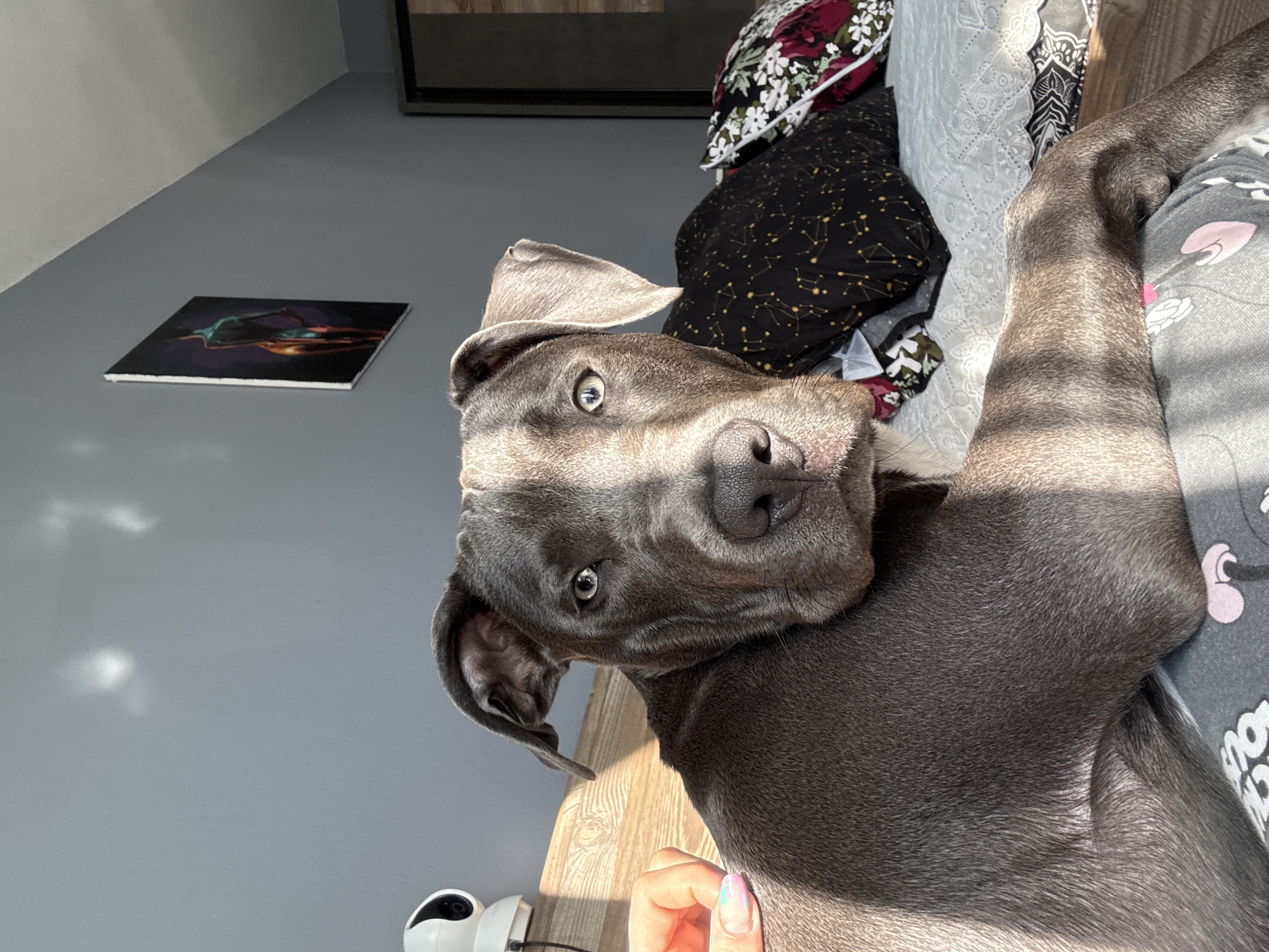 A gray Cane Corso dog lies on a bed with various patterned pillows and bedding. A hand with multicolored nails is visible near the bottom. A picture hangs on a gray wall. A security camera sits on a wooden surface. It is not possible to identify the location as Varna, Bulgaria from this image.