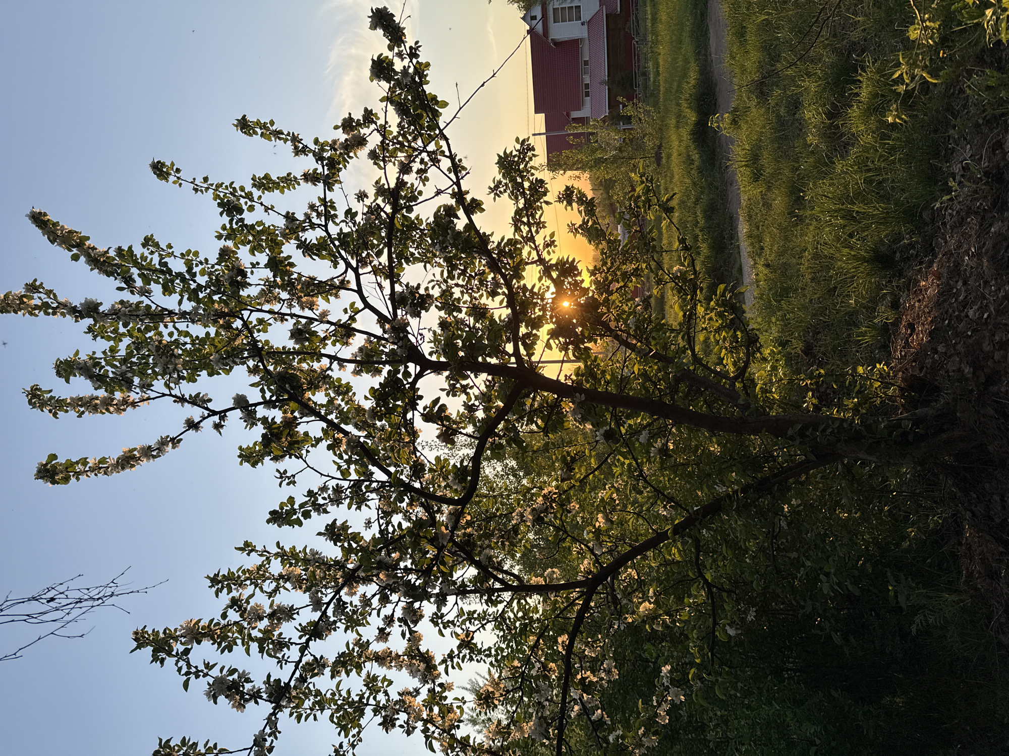 The image shows a tree in bloom against a sunset sky. The sun is visible through the branches of the tree. A house with a red roof is visible in the background. The location is Chaikovsky, Russia. A grassy area is visible on the right side of the image.
