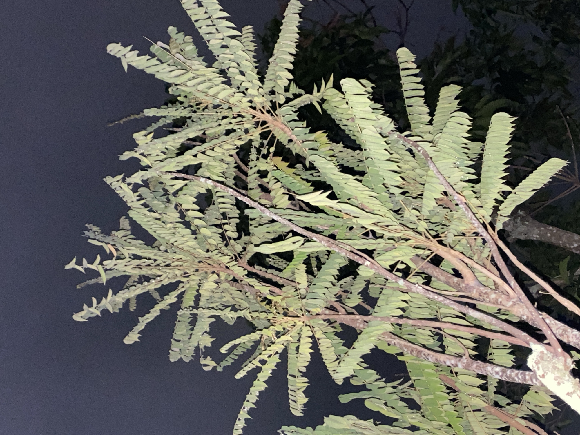 This is a close-up, low-angle outdoor photograph of a tree with numerous small, pale green leaves. The leaves are arranged along thin, brown branches, creating a dense canopy. Some leaves appear to be slightly drooping. The background is a dark, overcast sky, suggesting it is nighttime or dusk. The tree's trunk, visible in the lower left, has mottled brown and white bark. The image was taken in Banjarmasin, Indonesia.