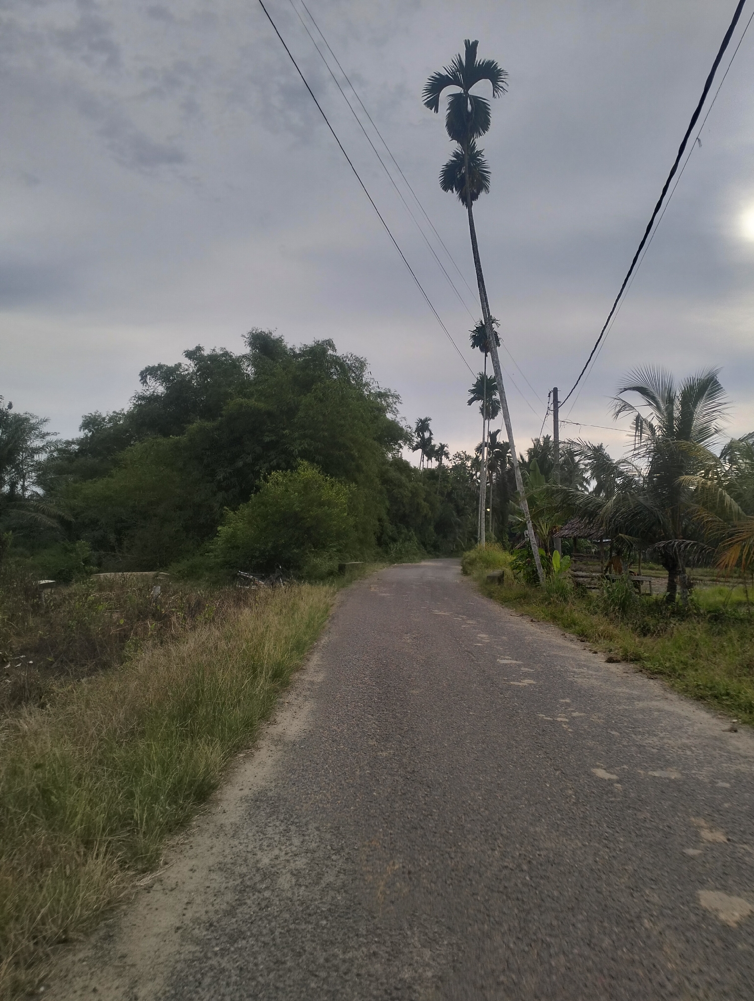 A low-angle, vertical, full shot captures a rural road in Kebonbaru, Indonesia, under an overcast sky. The asphalt road, appearing worn and slightly dusty, stretches towards the horizon and curves slightly to the left. To the left of the road, tall, dry grasses and some low-lying vegetation border the shoulder. On the right side of the road, a rustic, open-sided wooden structure with a thatched roof is visible, nestled amongst dense tropical foliage, including palm trees with their distinctive fronds. Several utility poles with overhead wires are scattered along the right side of the road, with a particularly tall, slender palm tree with three distinct crowns leaning towards the right, silhouetted against the sky. The background is filled with lush, green trees and vegetation, creating a dense, almost impenetrable wall of foliage on the left side of the image. The overall atmosphere is serene and undeveloped, typical of a rural Indonesian landscape.