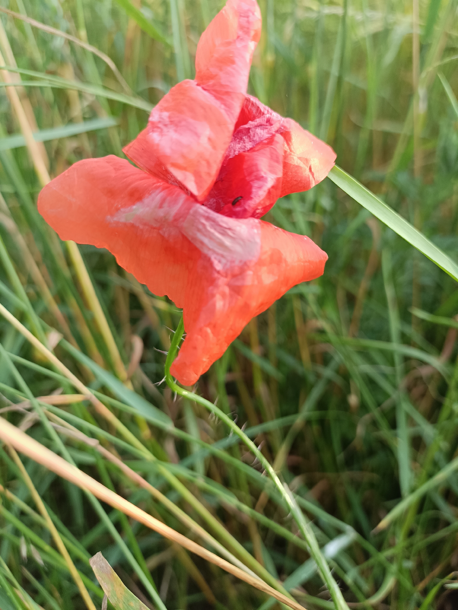 This is a close-up, vertical, eye-level shot of a single, vibrant red poppy flower. The flower is the main subject, positioned slightly off-center towards the left of the frame. Its delicate, crinkled petals are a brilliant red, with some lighter, almost translucent patches where the light is catching them. The flower appears to be in the process of closing or perhaps has been rained on, as the petals look slightly damp and ruffled.
The poppy is growing amidst a field of green grass and some drier, straw-colored stalks, likely wheat or barley. The background is a soft blur of green, indicating more foliage further back, suggesting an outdoor, natural setting. There are thin, spiky green stems visible on the stem of the poppy, adding a textural detail to the plant. A tiny black insect is visible on one of the petals, adding a touch of life to the scene.
The lighting suggests it might be late afternoon or early morning, with soft, diffused light rather than harsh sunlight. The overall mood is serene and natural, emphasizing the beauty of the single poppy in its environment. There is no visible text in the image. The context provided indicates the location as Gartz (Oder), Germany, which aligns with the natural, agricultural setting depicted.