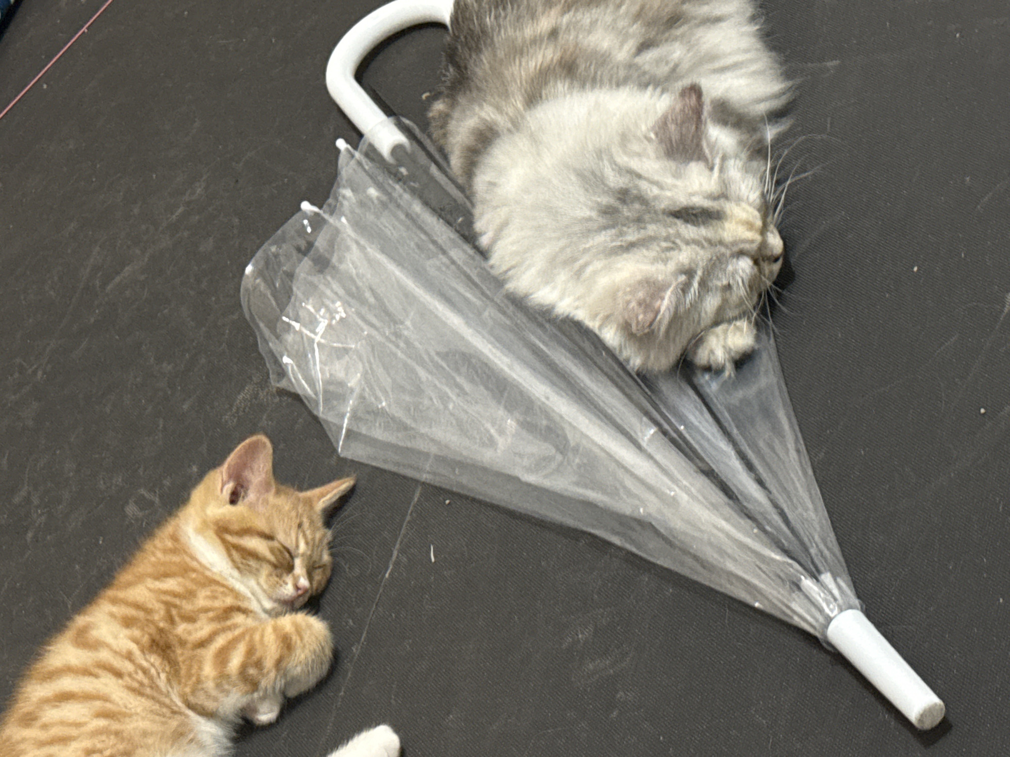 The image shows two kittens sleeping on a dark grey surface next to an open, collapsed clear umbrella with a white handle. One kitten, orange with tabby markings, is curled up on the left. The other kitten, gray and fluffy, is resting on the open umbrella. The scene is indoors. The exact location is Jiulongpo District, China.