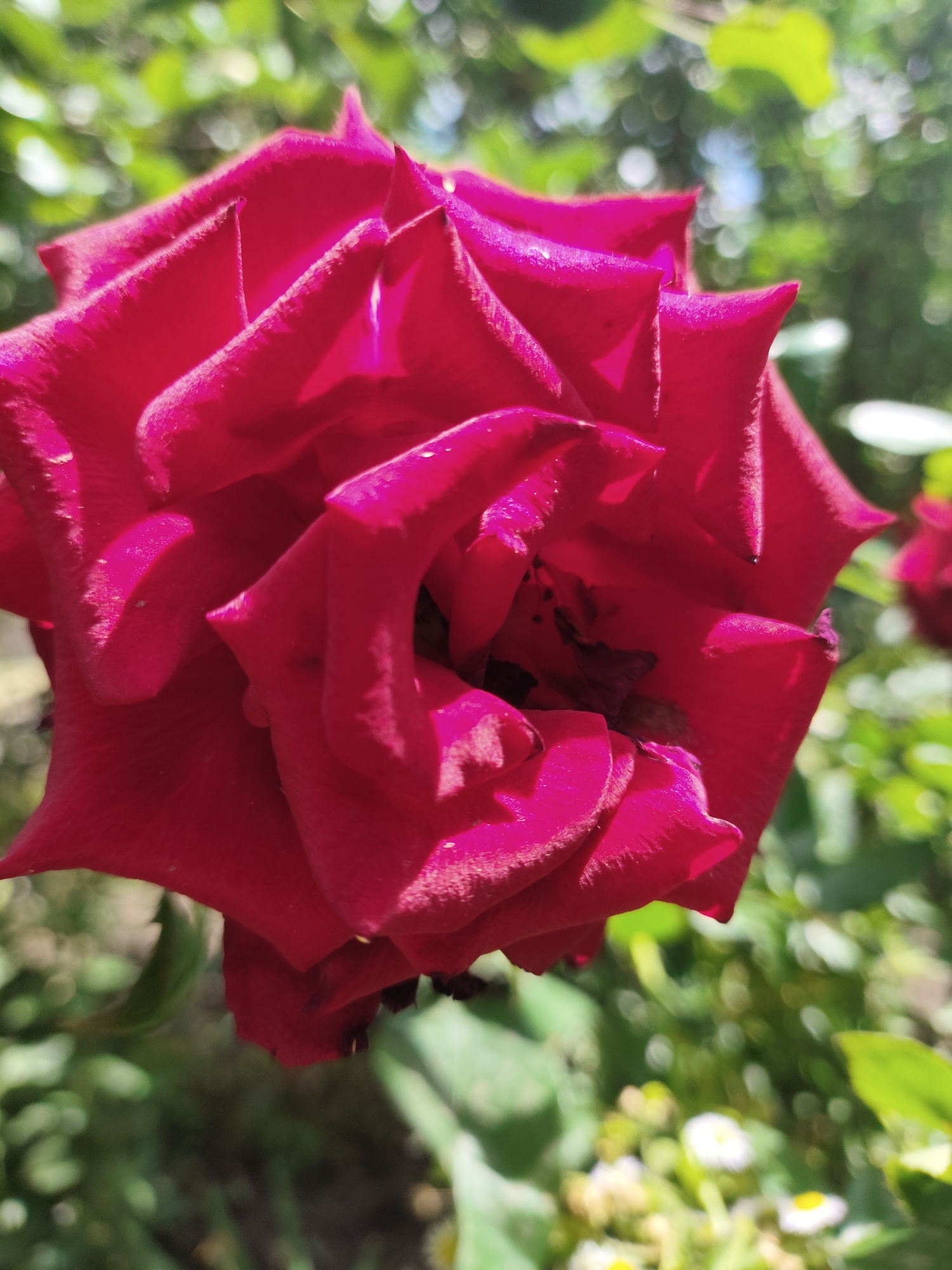 This is a close-up, ground-level photograph of a vibrant red rose in bloom, positioned centrally within the frame. The rose's petals are richly textured and catch the sunlight, creating highlights and shadows that emphasize its complex form. The background is softly blurred, featuring lush green foliage and hints of bokeh from other flowers or distant sunlight. The scene appears to be an outdoor garden or park setting. The location is specified as Saksagan, Ukraine. There are no people or animals visible in the image. The focus is entirely on the natural beauty of the rose and its immediate surroundings.