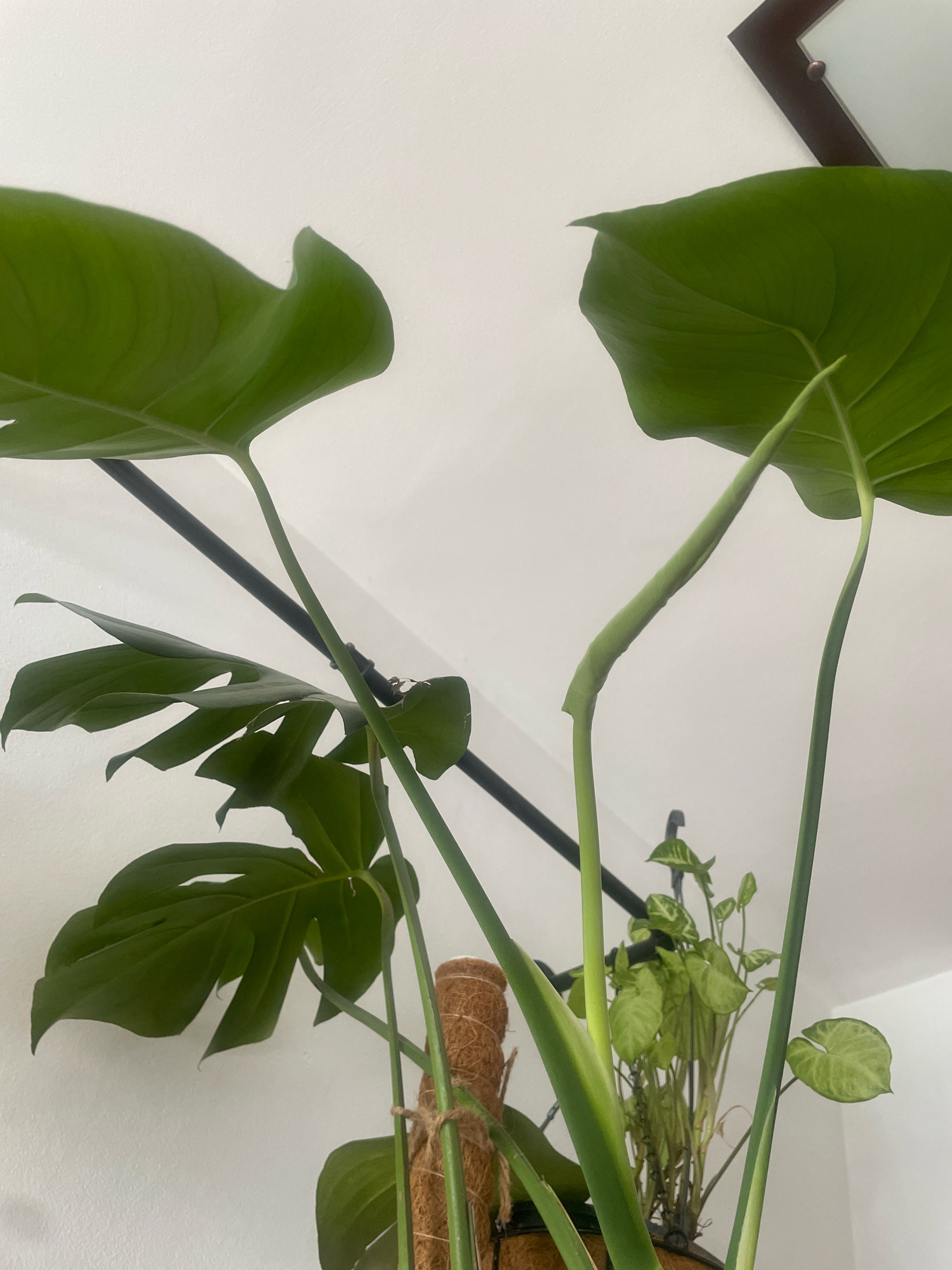 A close-up, low-angle shot captures a Monstera deliciosa plant indoors against a white wall, with a dark framed mirror visible in the upper right corner. The plant features large, glossy green leaves with characteristic fenestrations. One leaf is fully unfurled, while another, to its right, is partially obscured by the framing of the shot. A new leaf is emerging from a long, slender stem, tightly furled at the tip. A brown coir moss pole, bound with twine, is visible towards the lower center of the frame, supporting the plant. In the background, a smaller plant with variegated green leaves, possibly a Syngonium, is nestled amongst the larger Monstera's stems. The lighting suggests an indoor environment, likely natural light from an unseen source. The scene does not indicate any specific location within the city of Atarfe, Spain, as it focuses on the plant and its immediate surroundings without any external geographical markers.